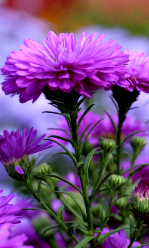 無料モバイル壁紙自然, フラワーズ, 花, 大きい, 地球, 紫色の花をダウンロードします。