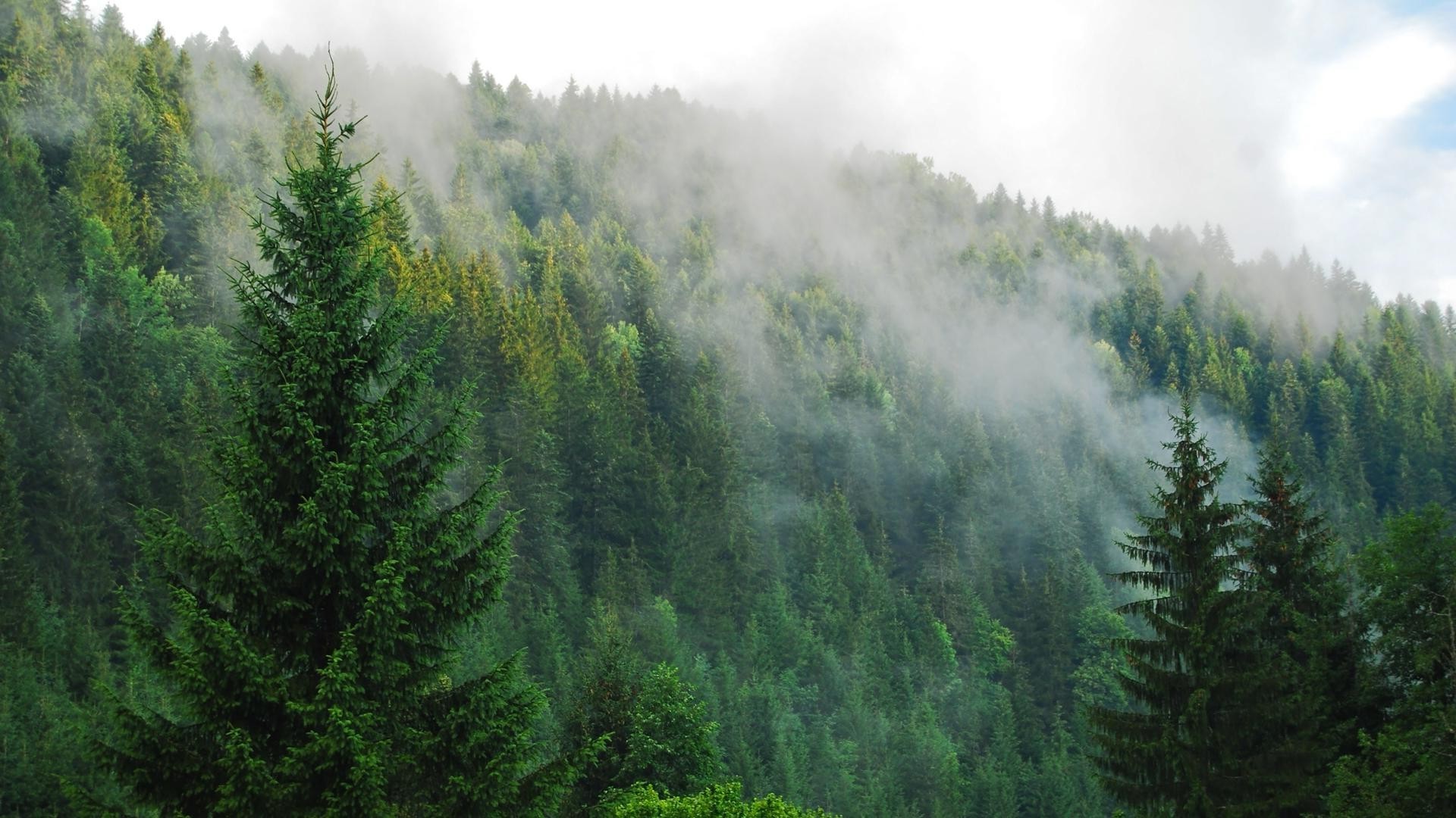 Descarga gratis la imagen Bosque, Árbol, Niebla, Tierra/naturaleza en el escritorio de tu PC