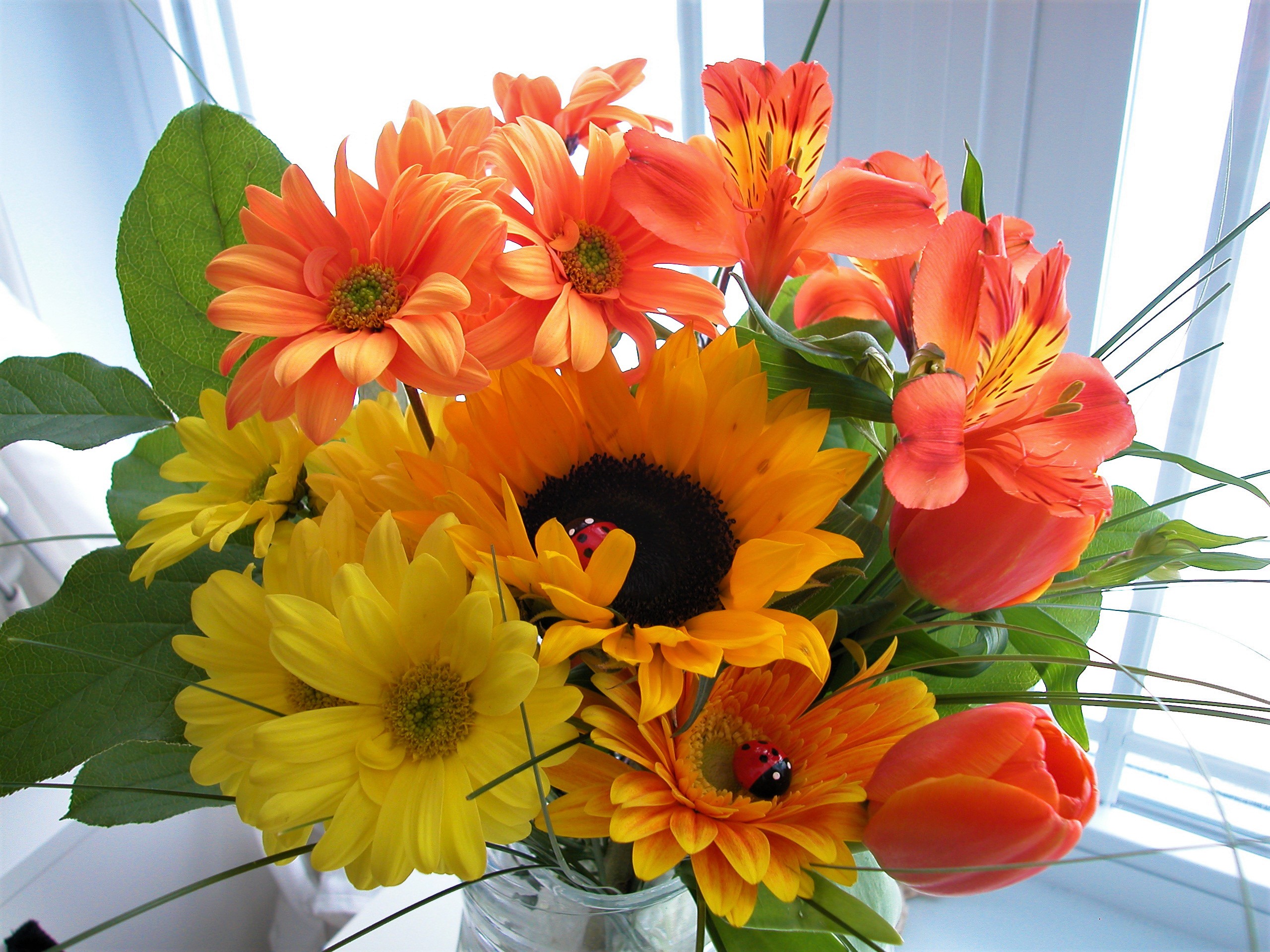 Laden Sie das Gerbera, Blume, Sonnenblume, Gelbe Blume, Menschengemacht, Orangene Blume-Bild kostenlos auf Ihren PC-Desktop herunter