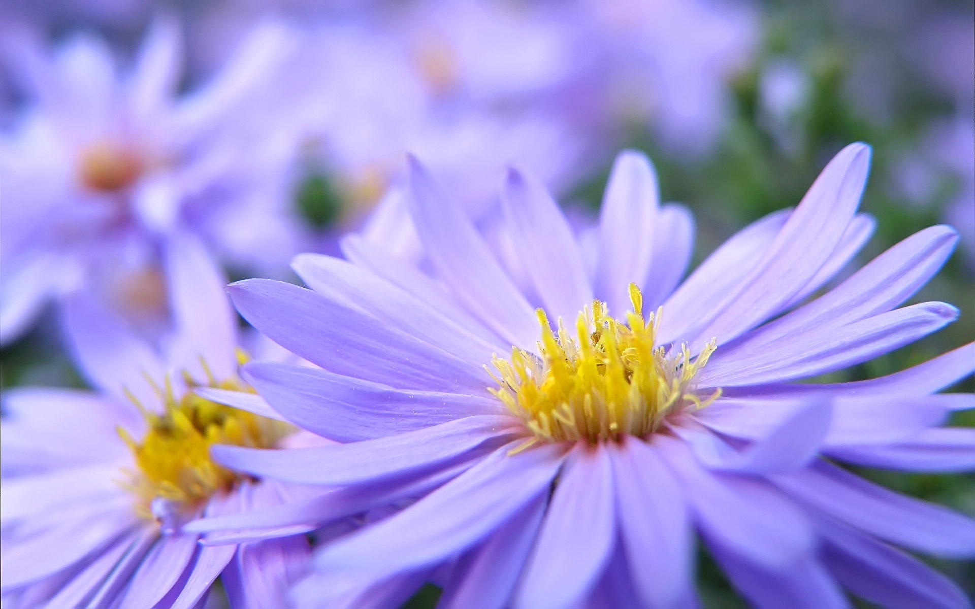 Laden Sie das Blume, Erde/natur-Bild kostenlos auf Ihren PC-Desktop herunter