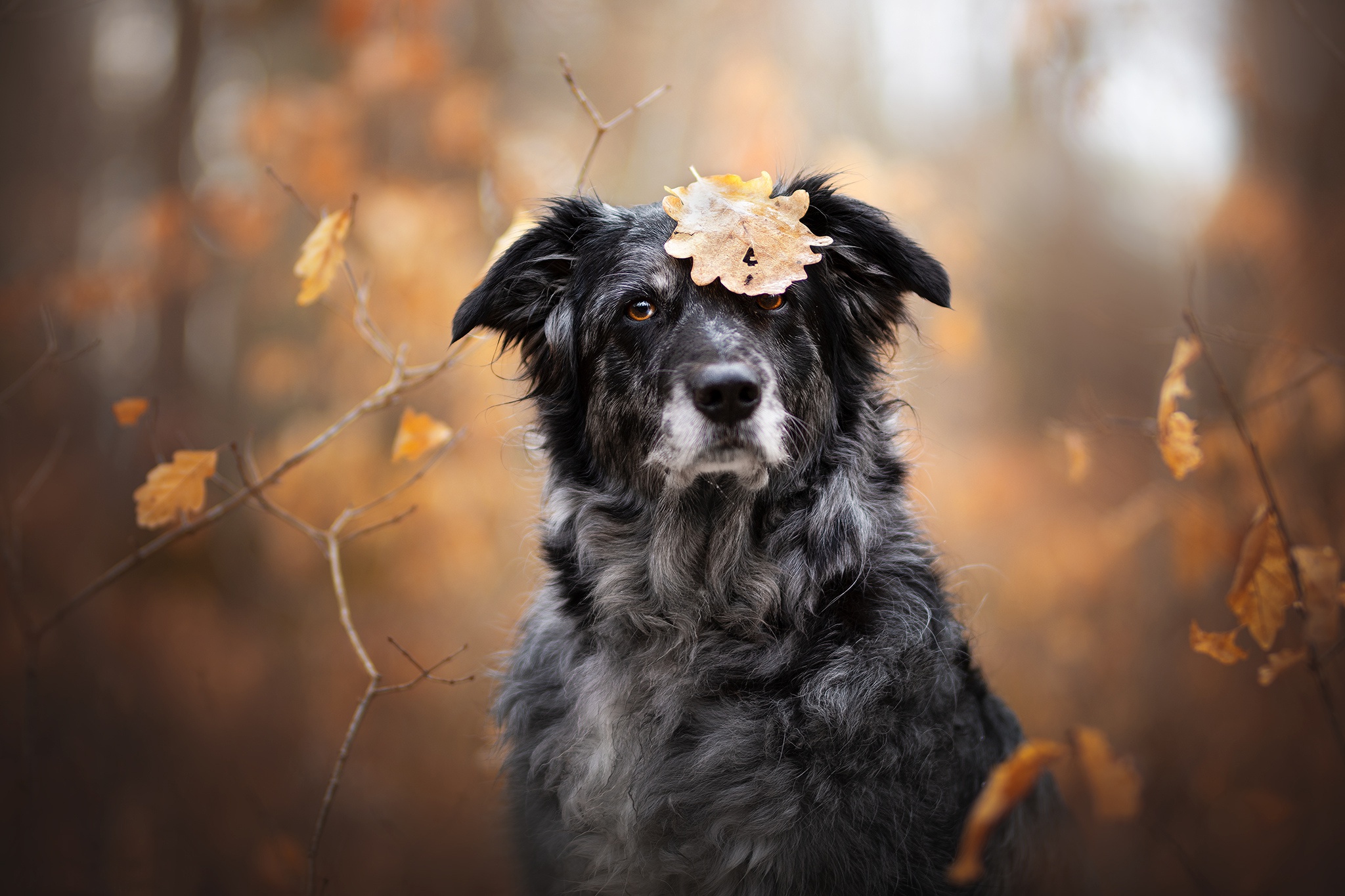 Descarga gratuita de fondo de pantalla para móvil de Animales, Perros, Perro, Profundidad De Campo.