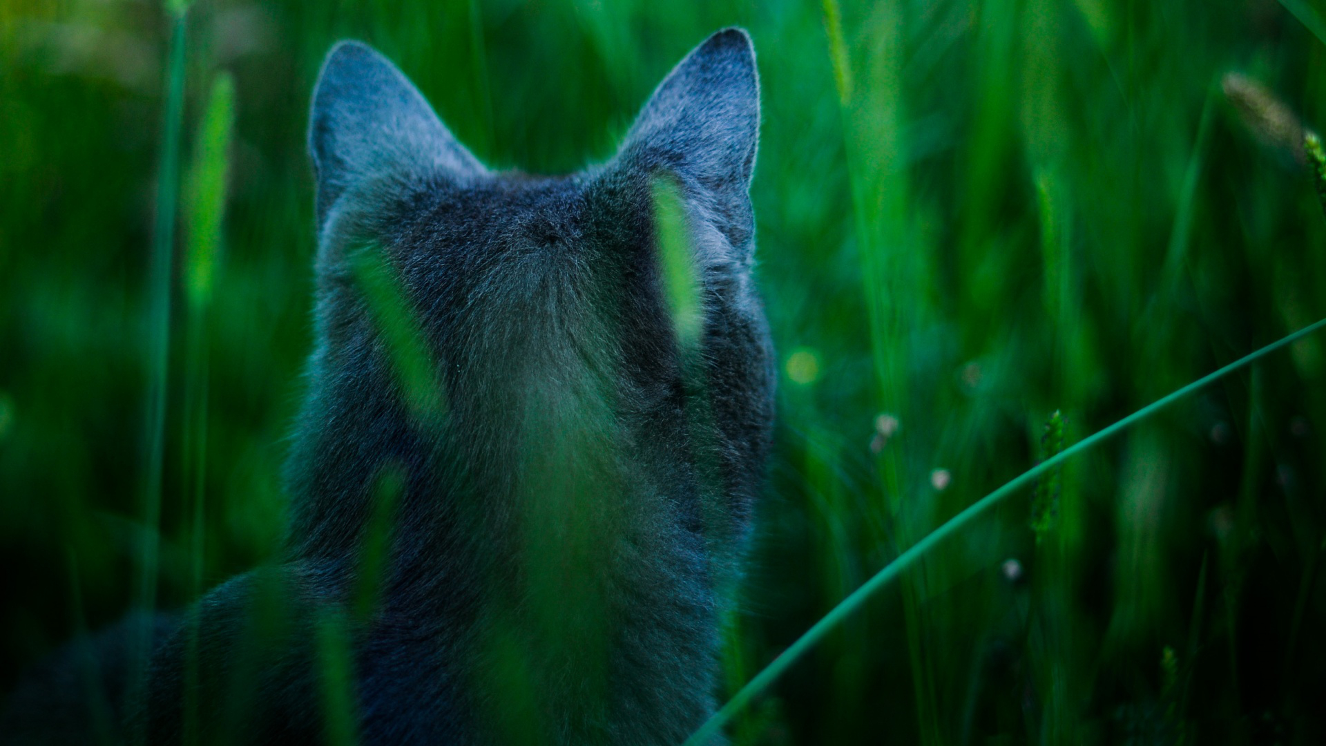 Handy-Wallpaper Katze, Katzen, Tiere kostenlos herunterladen.