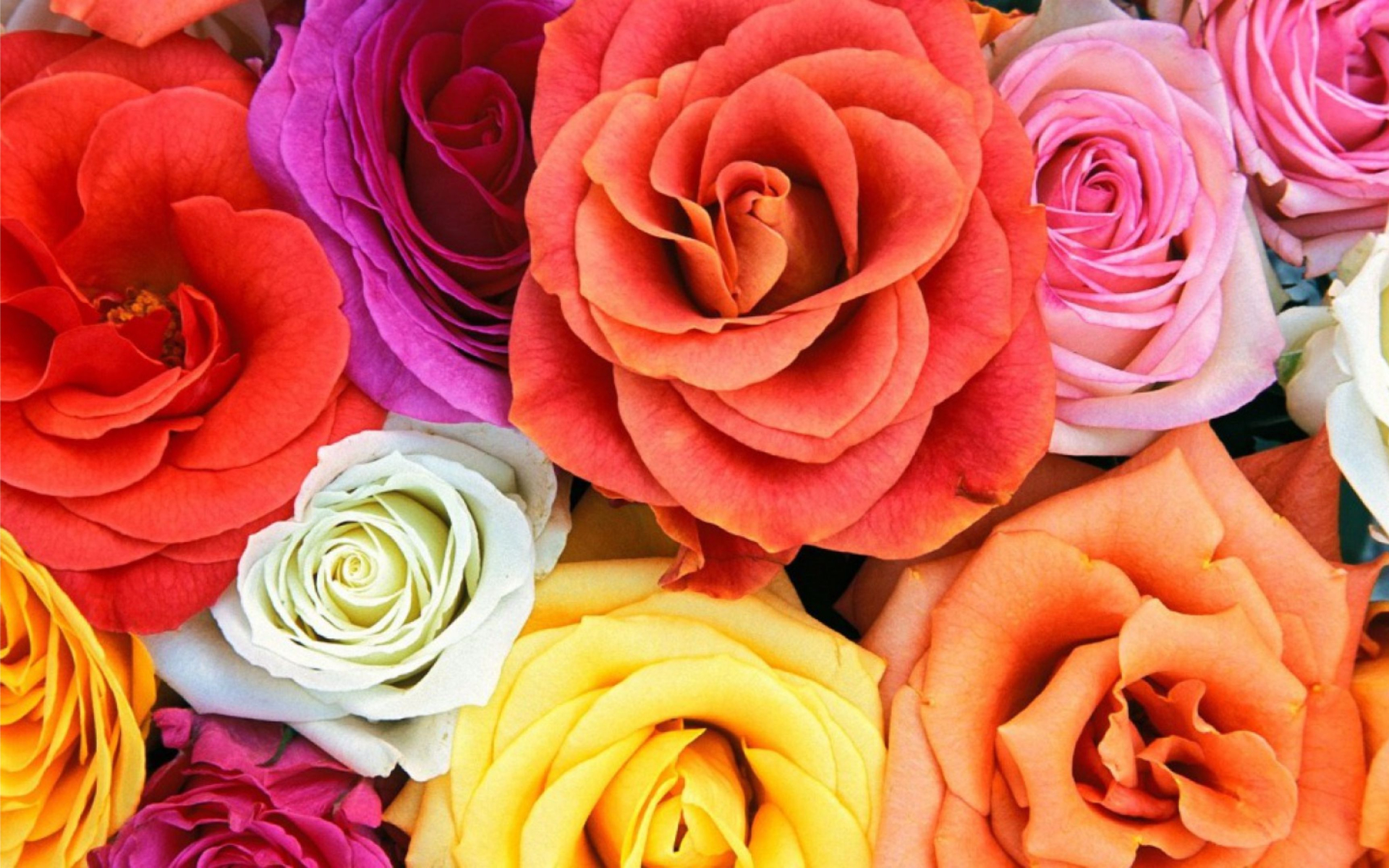 Handy-Wallpaper Blumen, Blume, Rose, Farben, Nahansicht, Bunt, Gelbe Blume, Weiße Blume, Erde/natur, Pinke Blume, Orangene Blume kostenlos herunterladen.