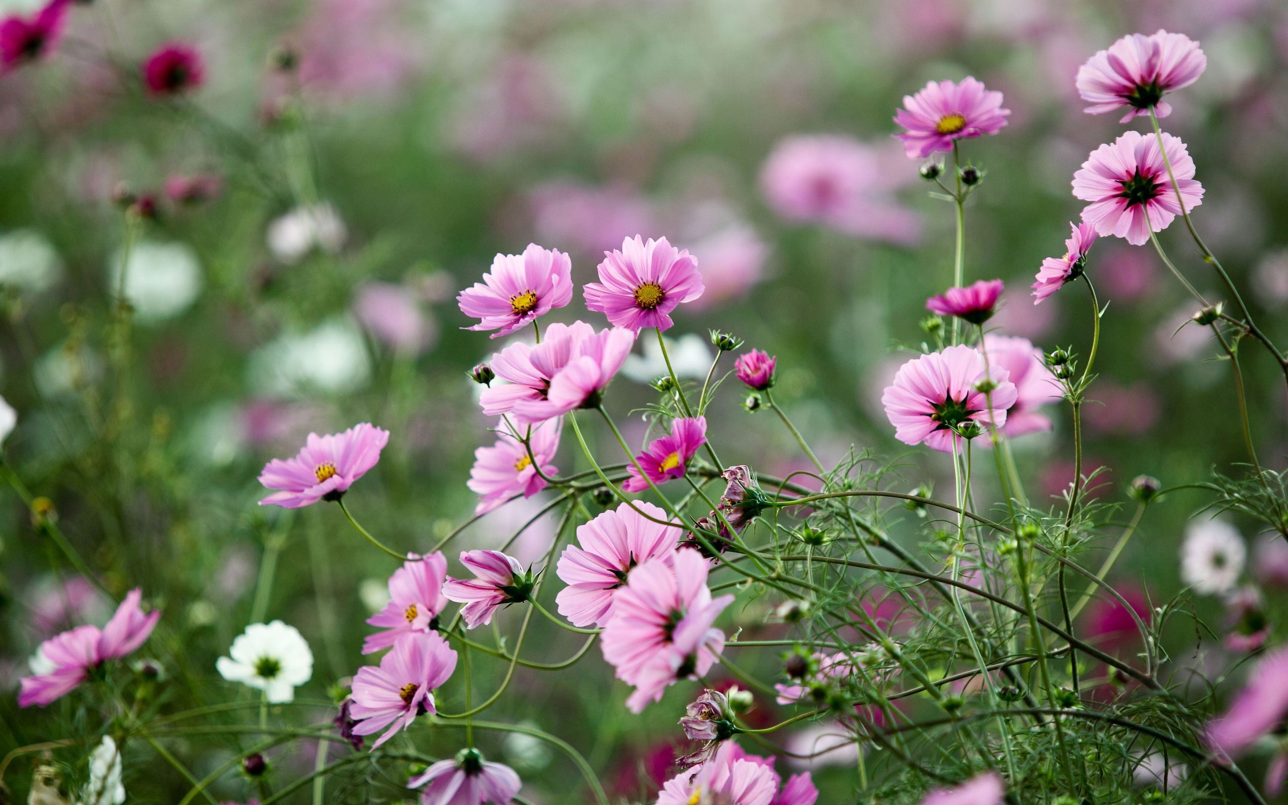 Descarga gratuita de fondo de pantalla para móvil de Flores, Flor, Tierra/naturaleza.