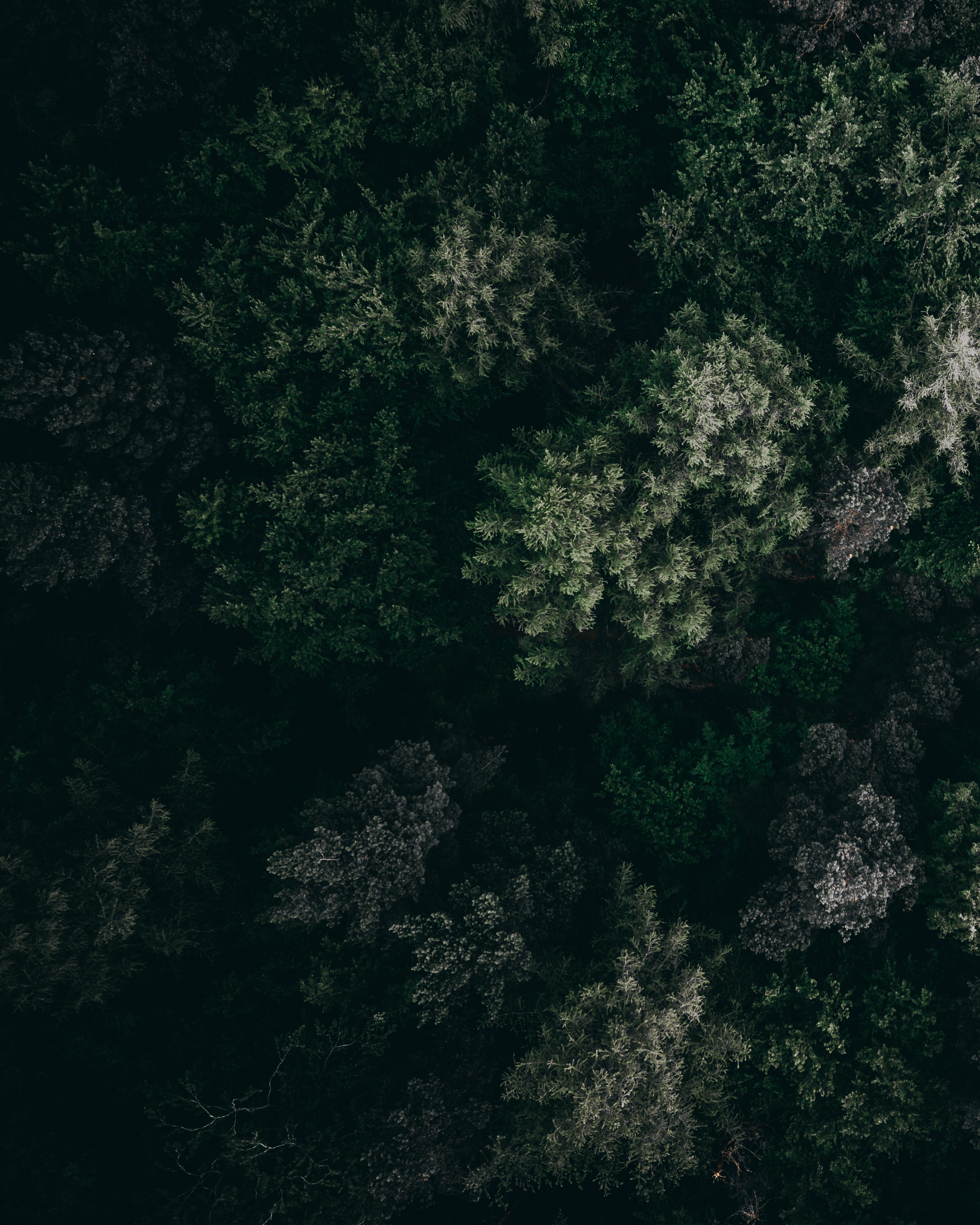 Free download wallpaper Vegetation, Nature, Trees, View From Above on your PC desktop