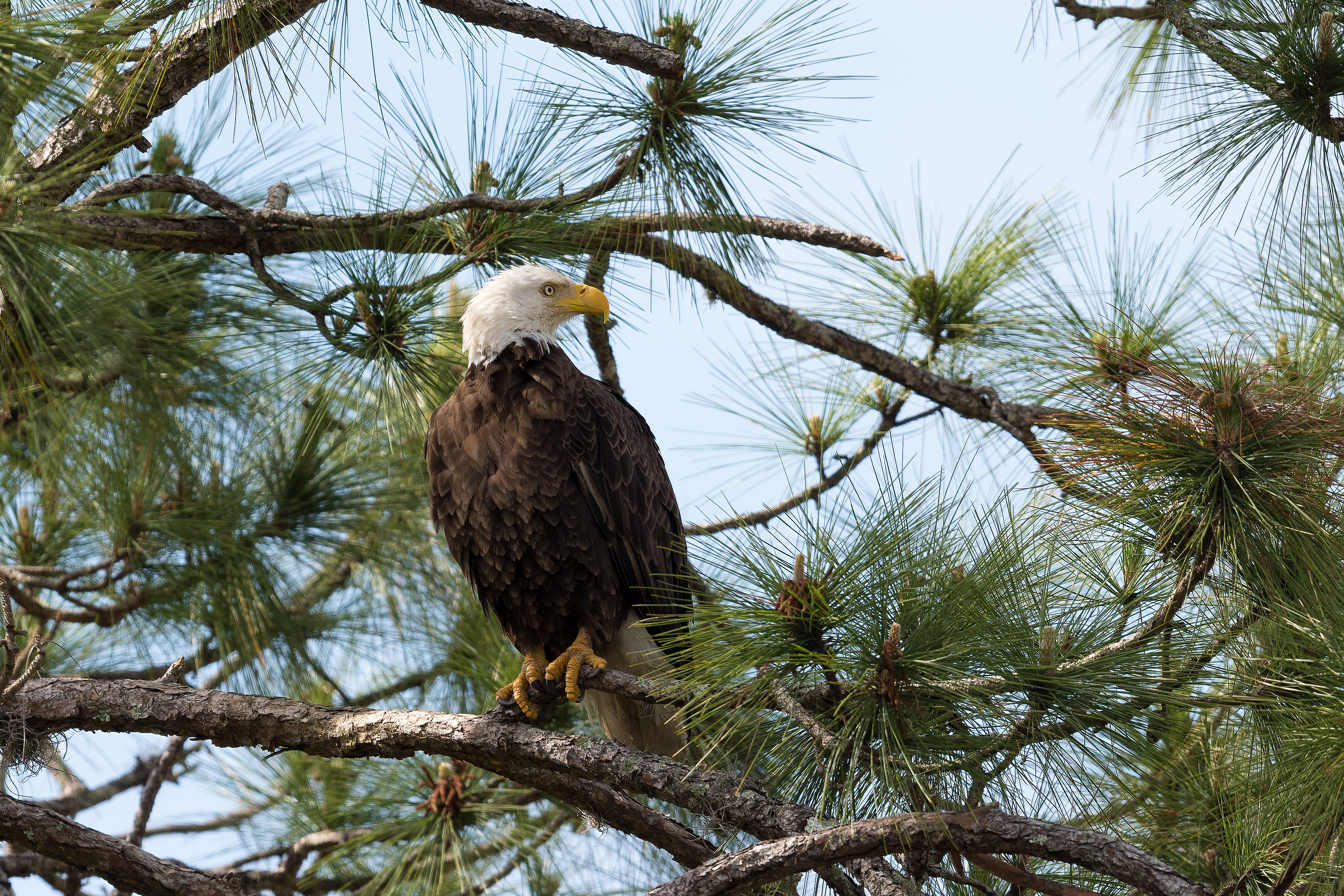 Download mobile wallpaper Spruce, Branches, Fir, Predator, Animals, Bird, Eagle for free.
