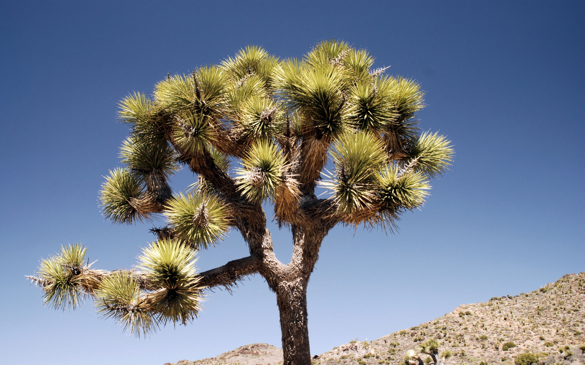 Free download wallpaper Joshua Tree National Park, National Park, Earth on your PC desktop