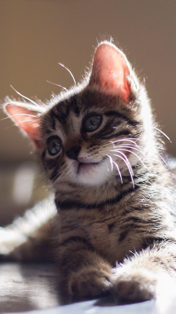 無料モバイル壁紙動物, ネコ, 猫, 子猫, 可愛いをダウンロードします。