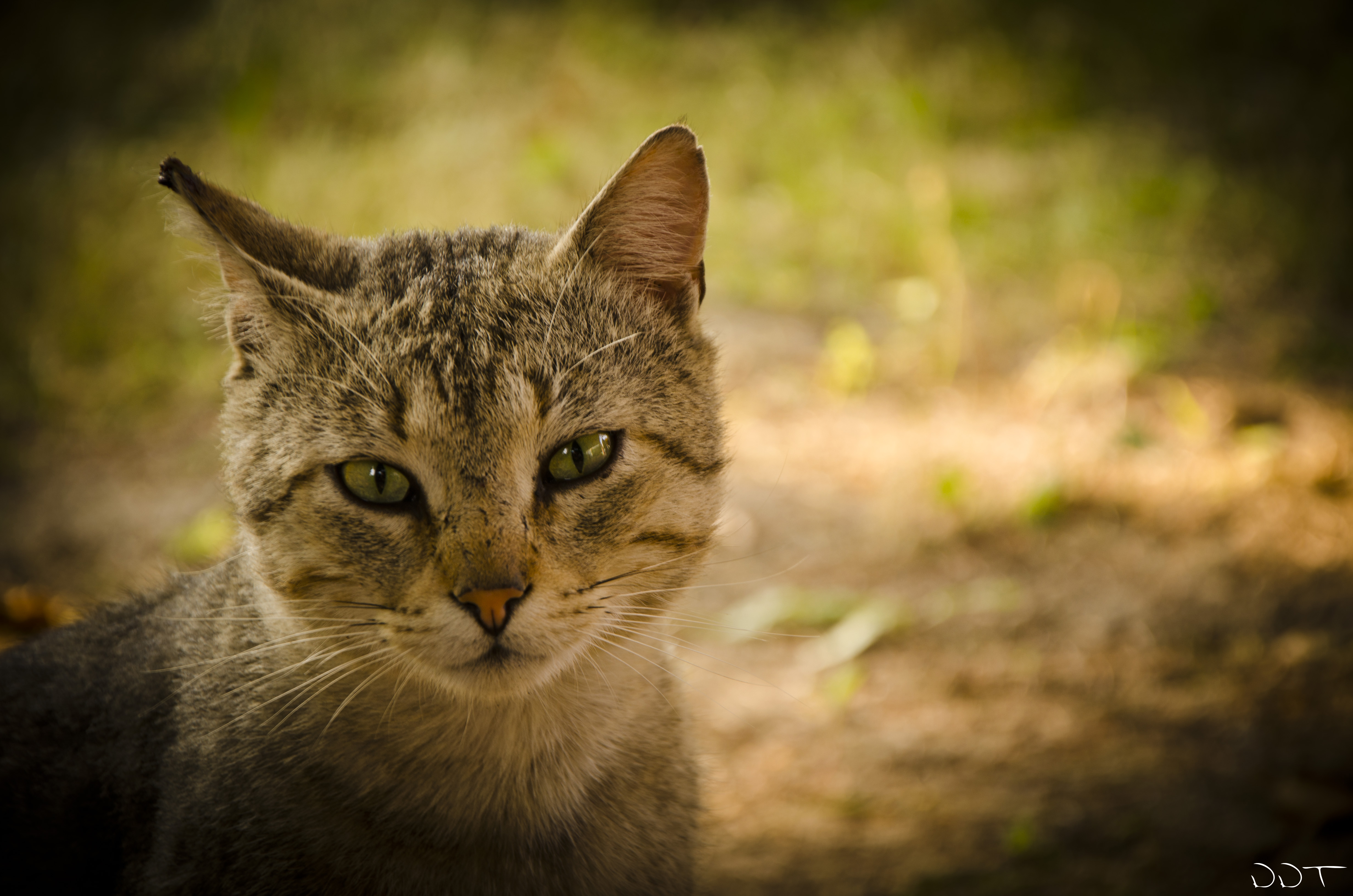 254610 descargar imagen animales, gato, ojo, pensar, gatos: fondos de pantalla y protectores de pantalla gratis
