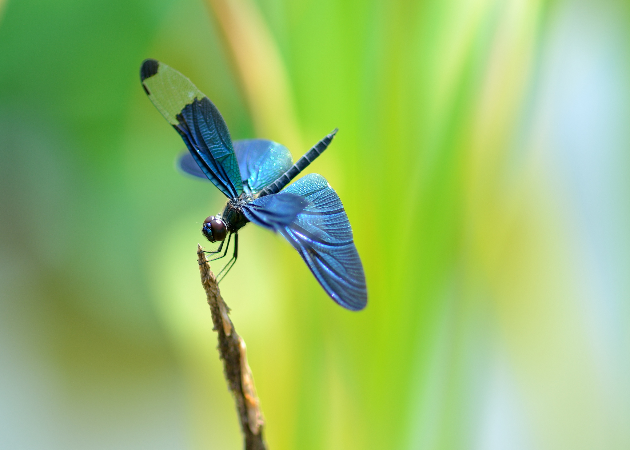 Full HD dragonfly, animal, insects