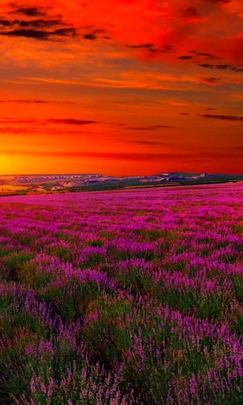 Download mobile wallpaper Flowers, Sunset, Earth, Field, Lavender, Purple Flower for free.