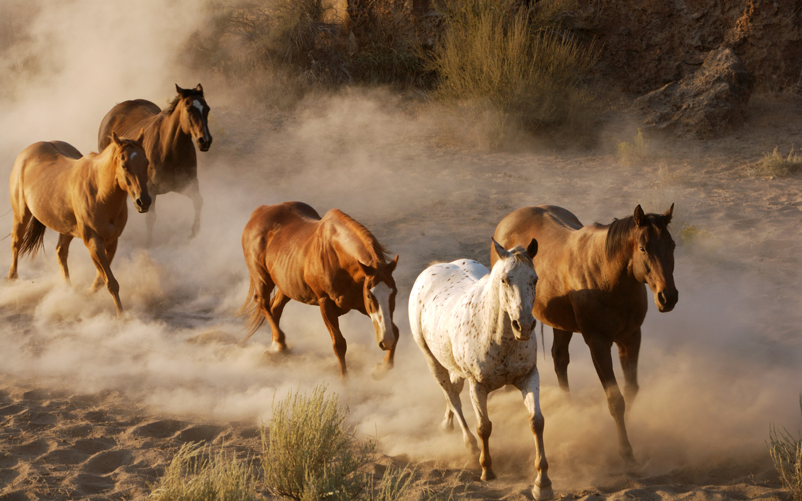 Descarga gratis la imagen Animales, Caballo en el escritorio de tu PC