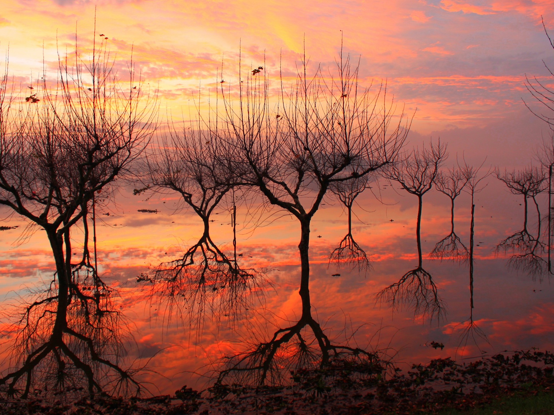 Descarga gratuita de fondo de pantalla para móvil de Árbol, Tierra/naturaleza.