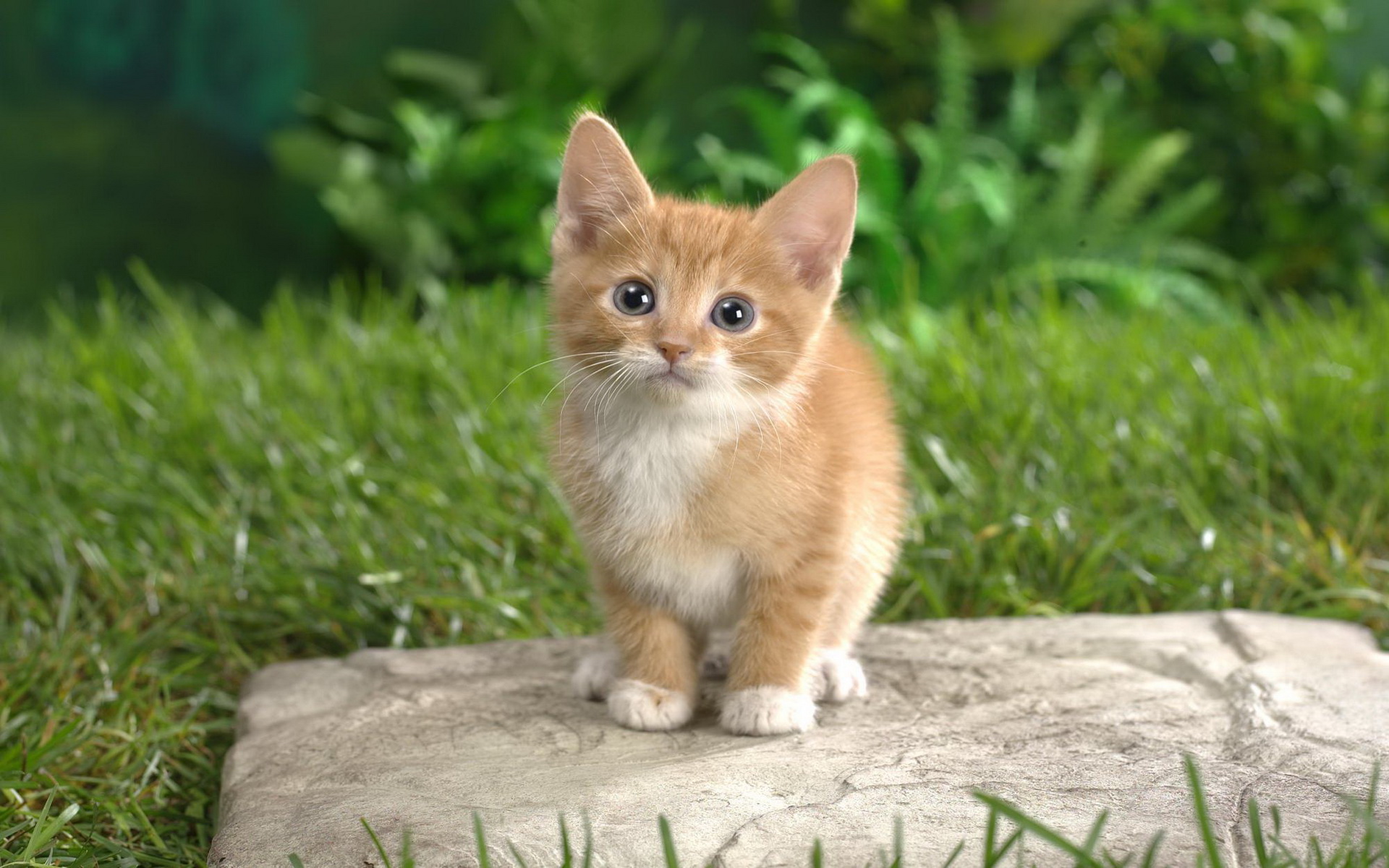 Téléchargez des papiers peints mobile Animaux, Chat gratuitement.