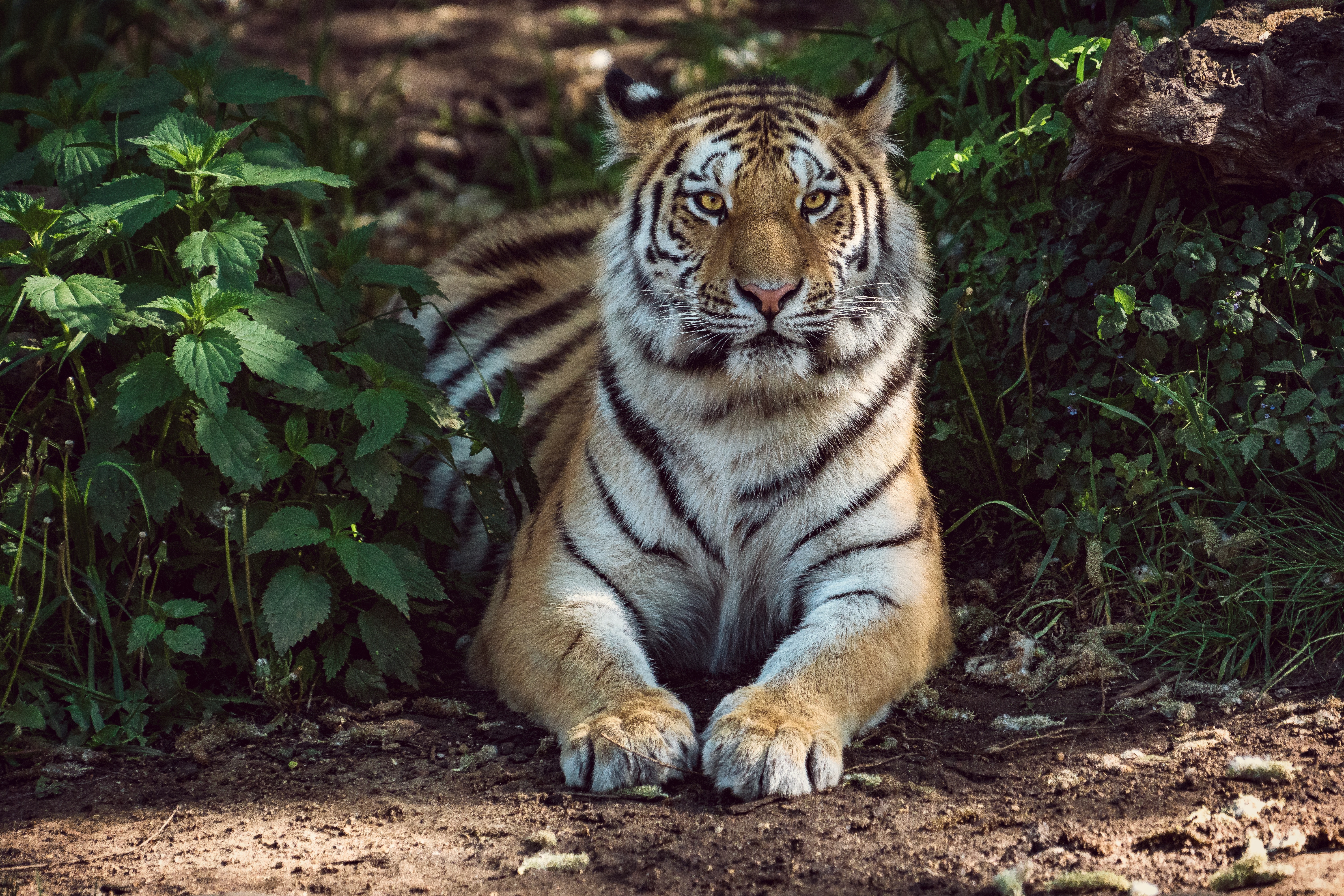 69903 скачать картинку большая кошка, лежит, тигр, животные, хищник - обои и заставки бесплатно