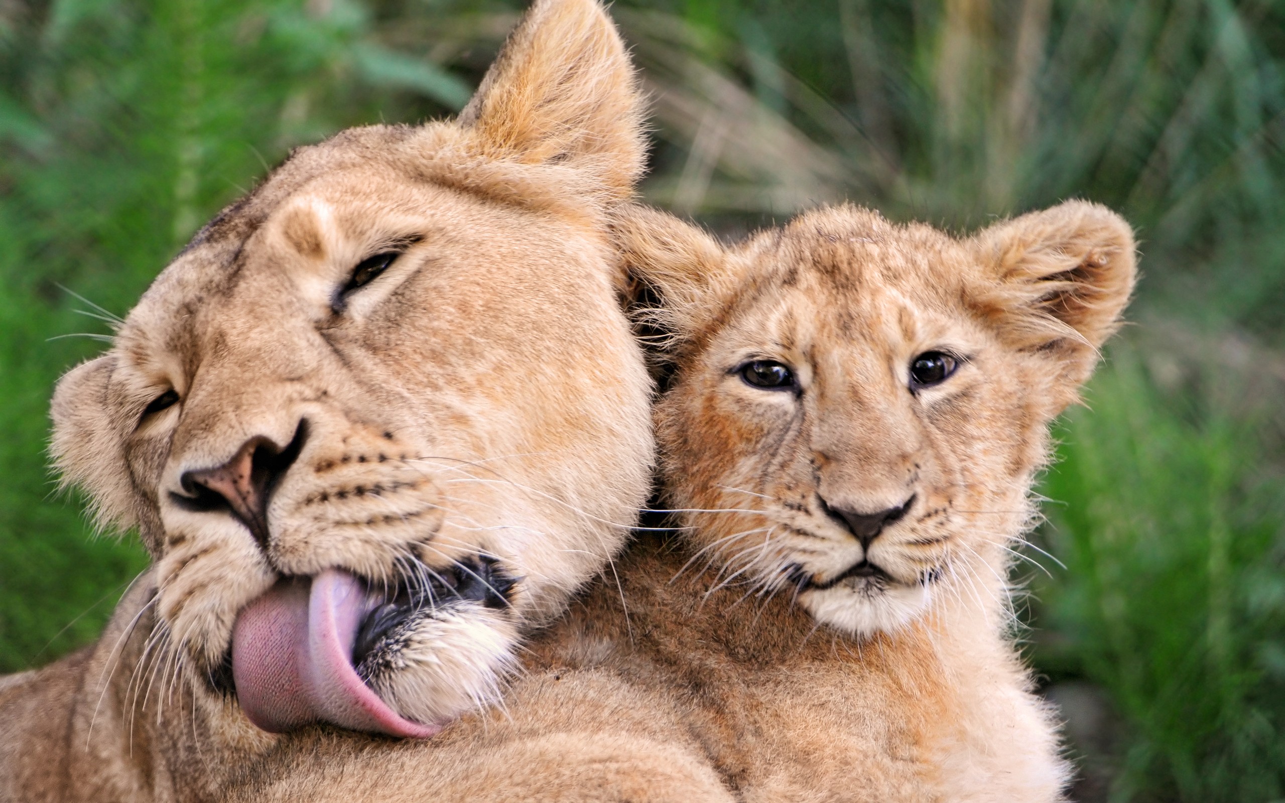 Téléchargez des papiers peints mobile Animaux, Chats, Lion gratuitement.