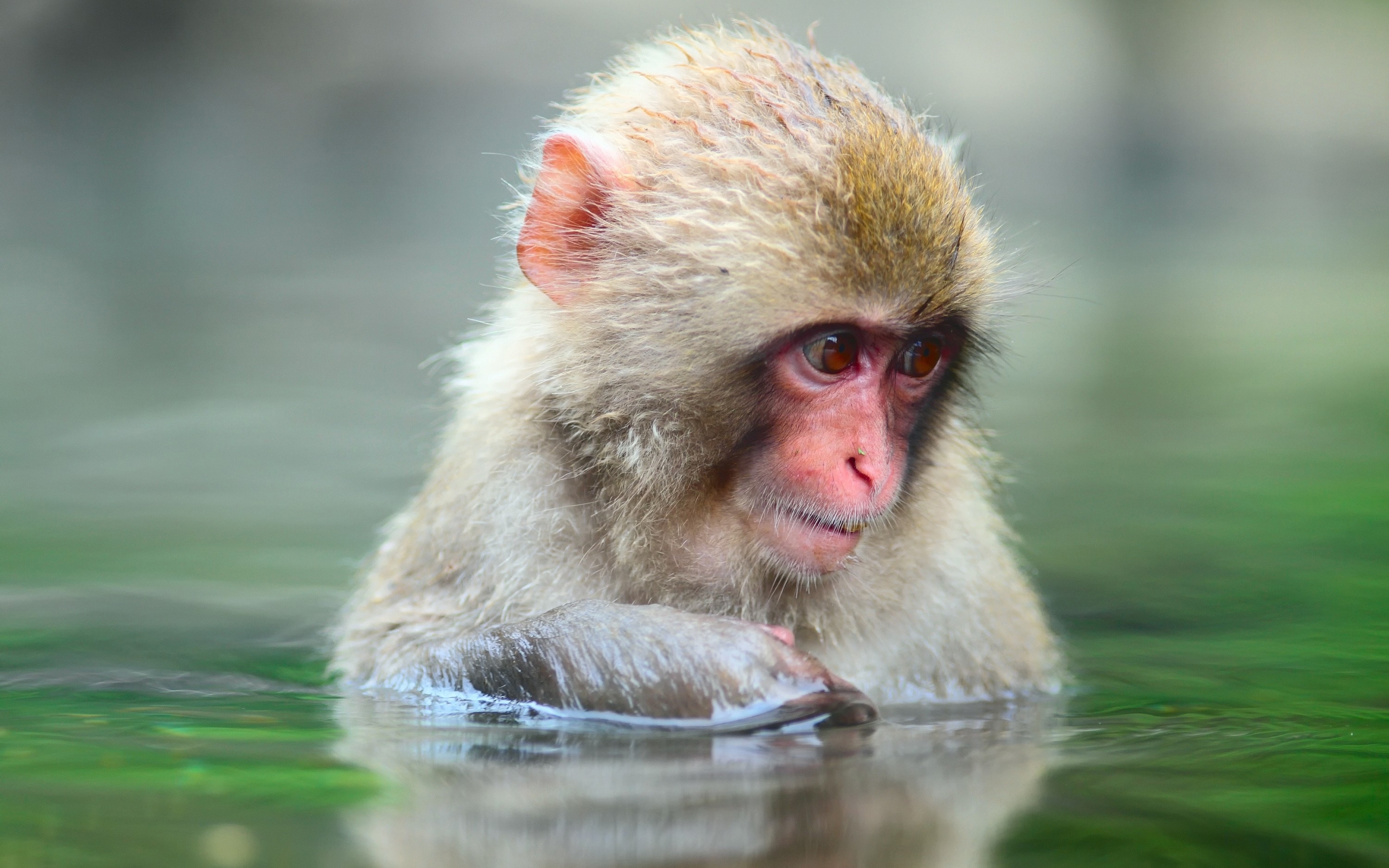 43469 Bild herunterladen tiere, monkeys - Hintergrundbilder und Bildschirmschoner kostenlos