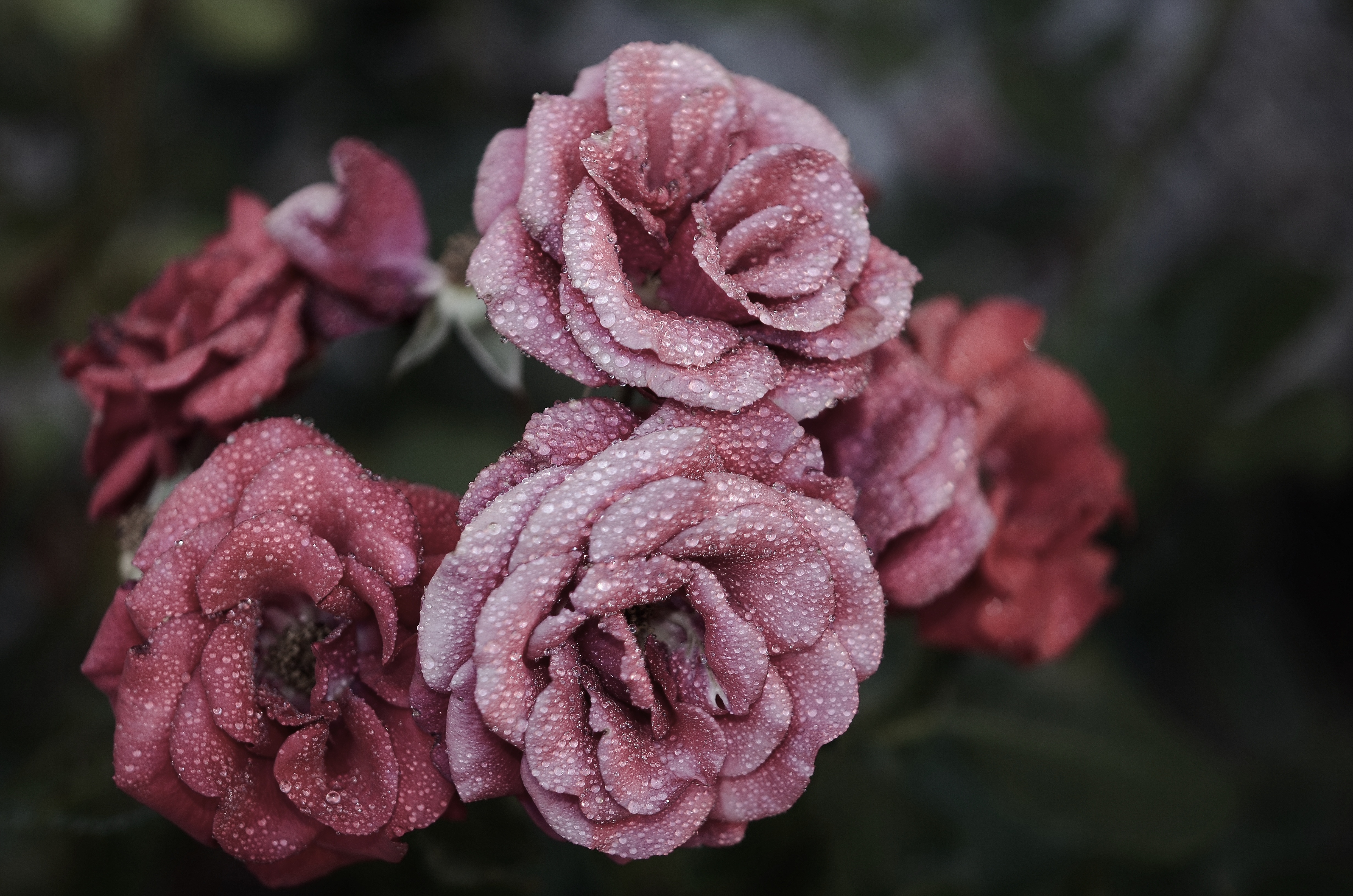 Download mobile wallpaper Frost, Hoarfrost, Macro, Petals, Drops, Roses for free.