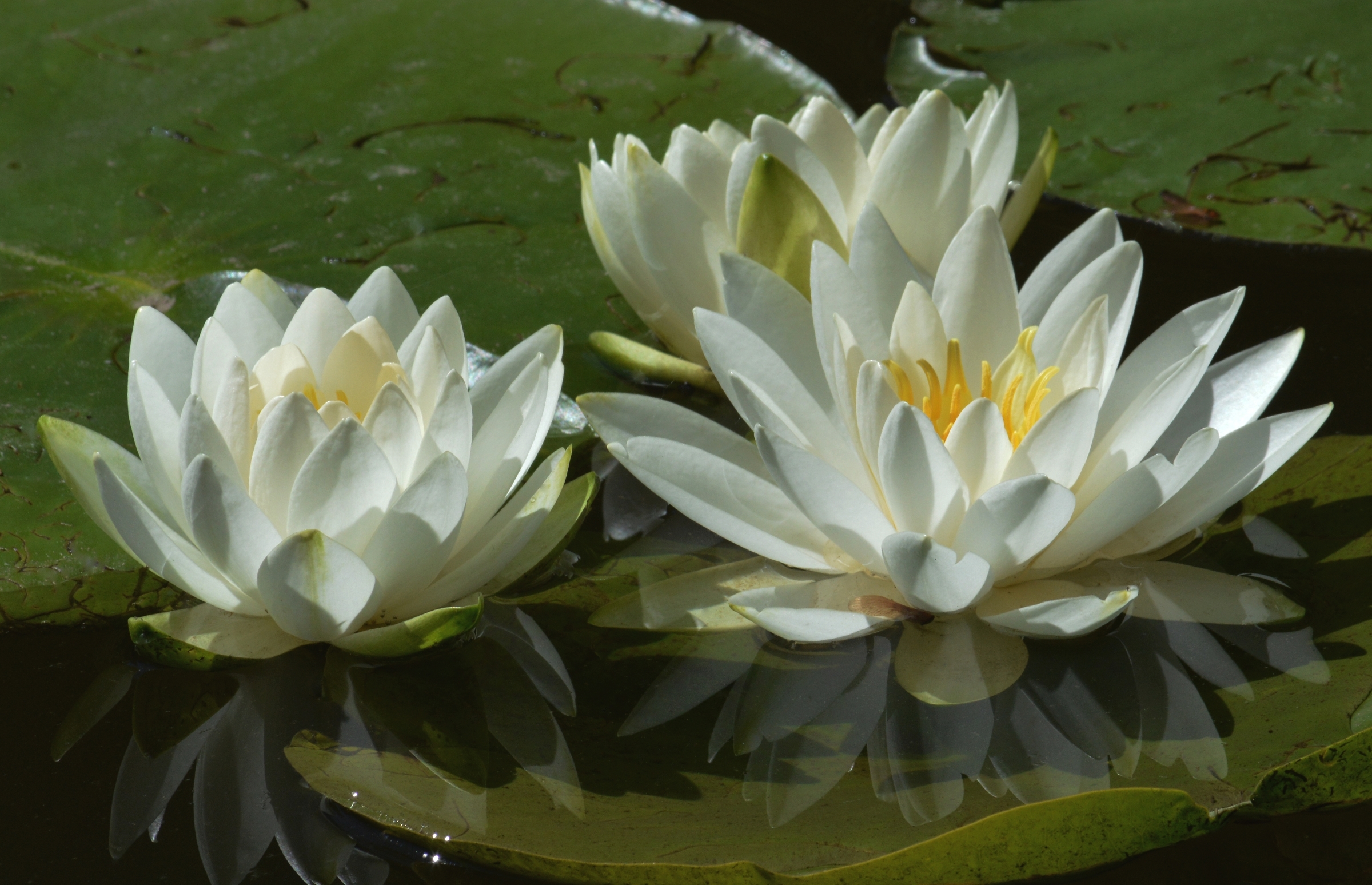 Handy-Wallpaper Natur, Blumen, Seerose, Weiße Blume, Erde/natur, Spiegelung kostenlos herunterladen.