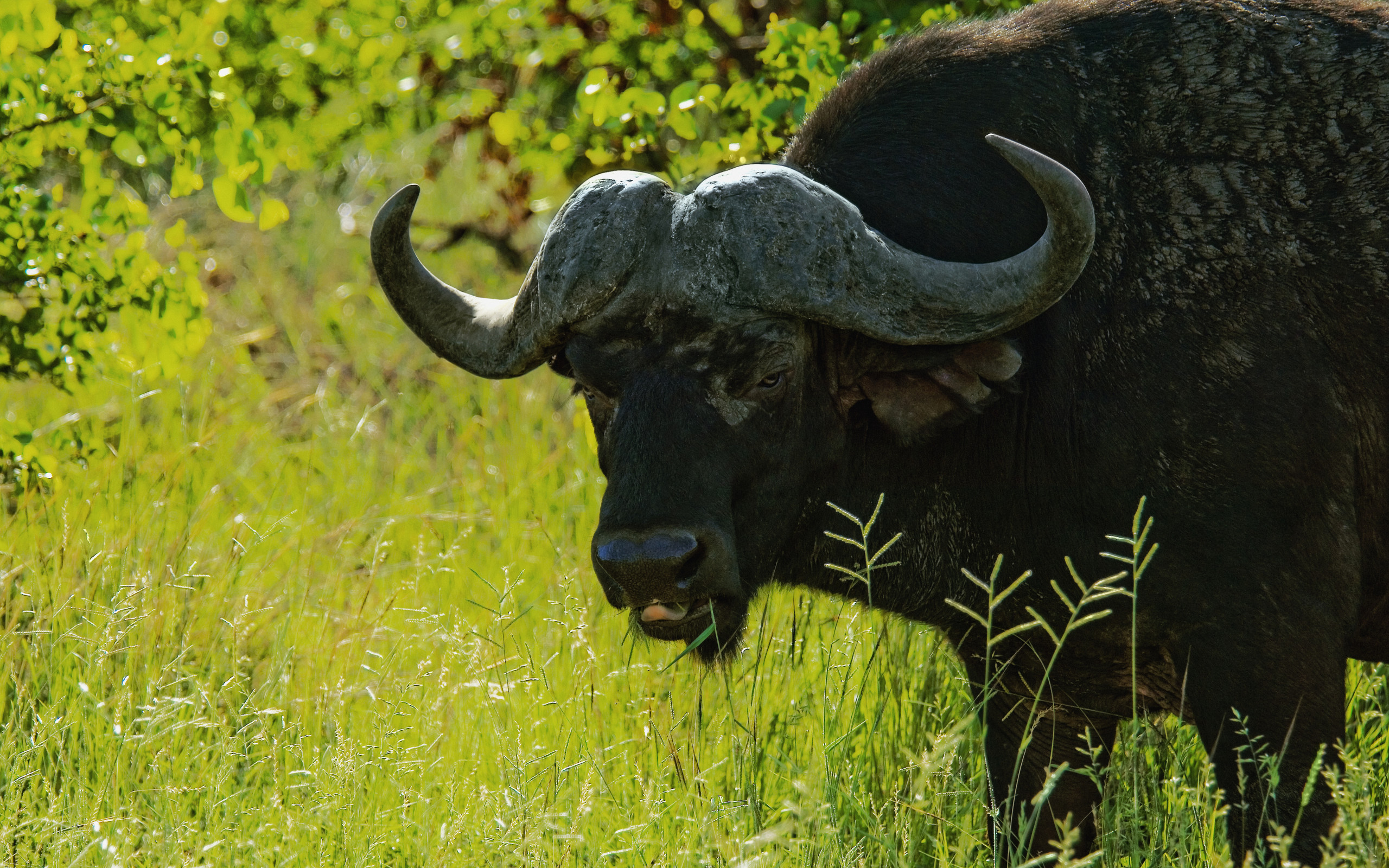 607163 Hintergrundbild herunterladen tiere, afrikanischer büffel - Bildschirmschoner und Bilder kostenlos
