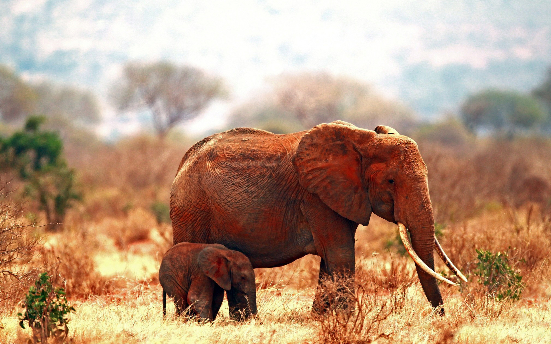 Free download wallpaper African Bush Elephant, Elephants, Animal on your PC desktop