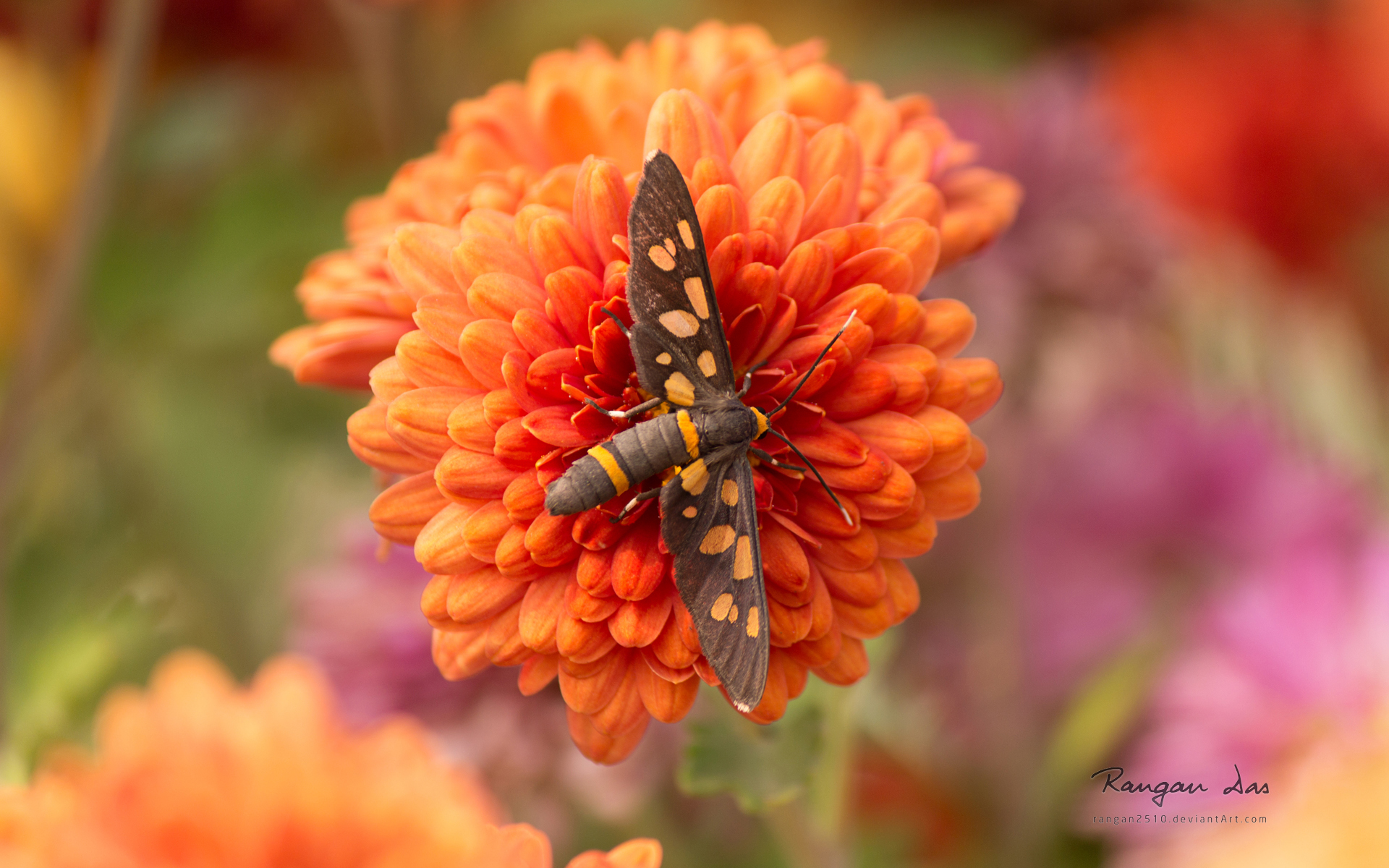 animal, moth, flower, orange flower
