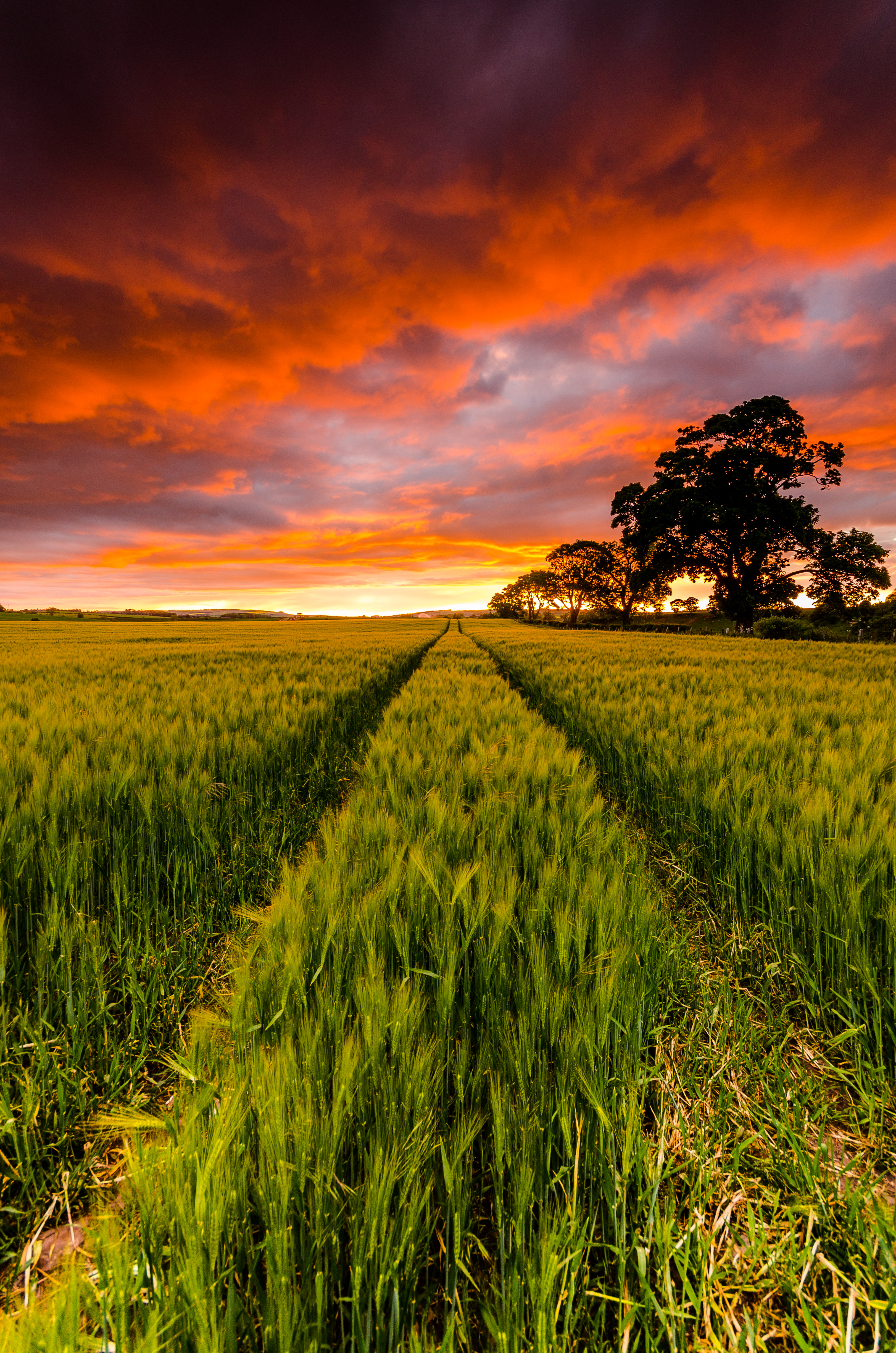 Laden Sie das Feld, Bäume, Natur, Sunset, Horizont-Bild kostenlos auf Ihren PC-Desktop herunter