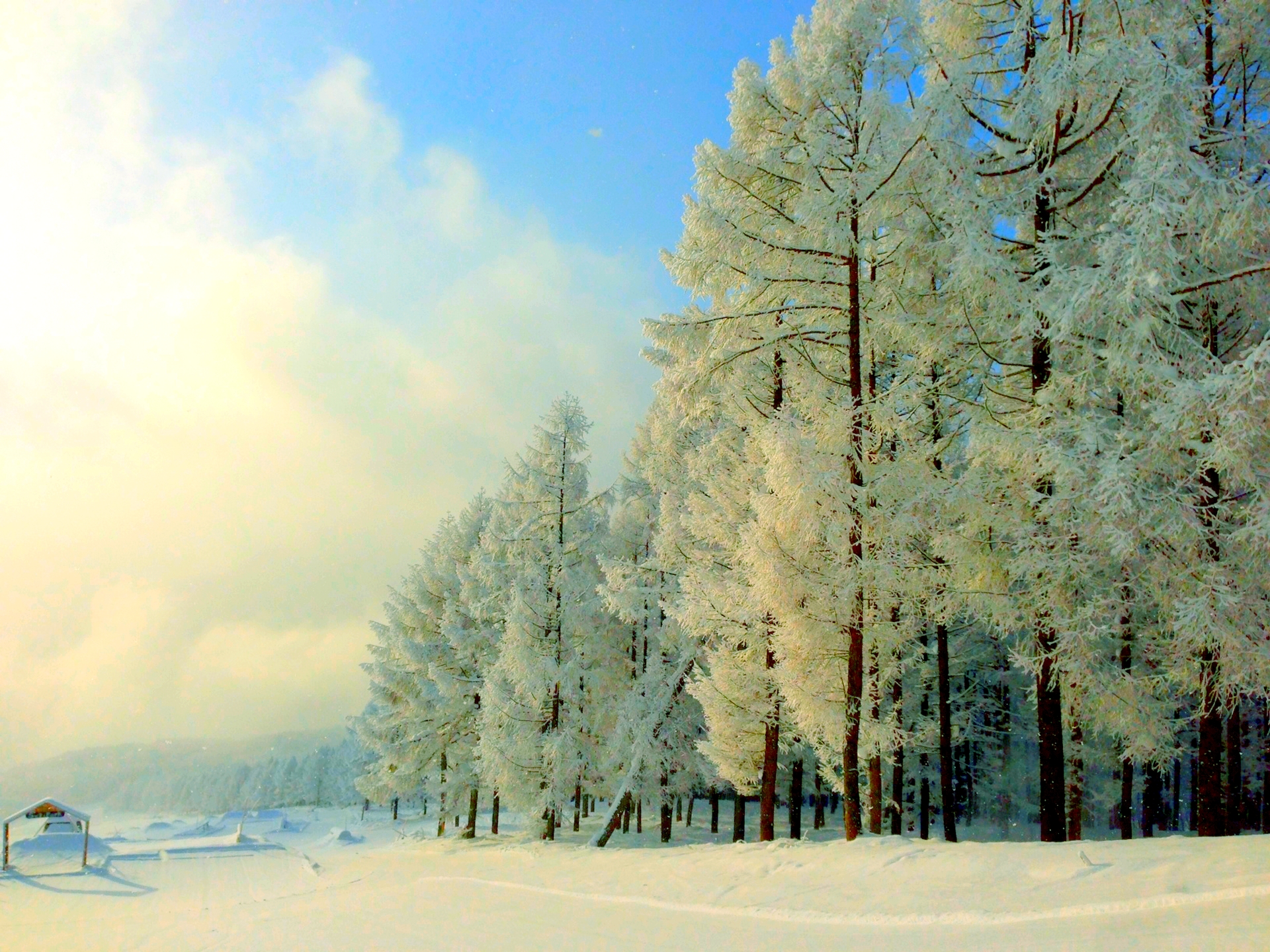 Скачать обои бесплатно Зима, Снег, Лес, Парк, Дерево, Земля/природа картинка на рабочий стол ПК