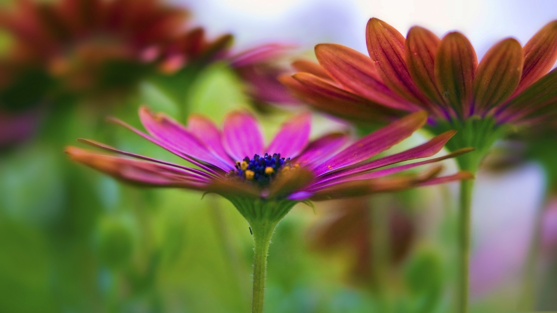 Free download wallpaper Flowers, Flower, Earth on your PC desktop