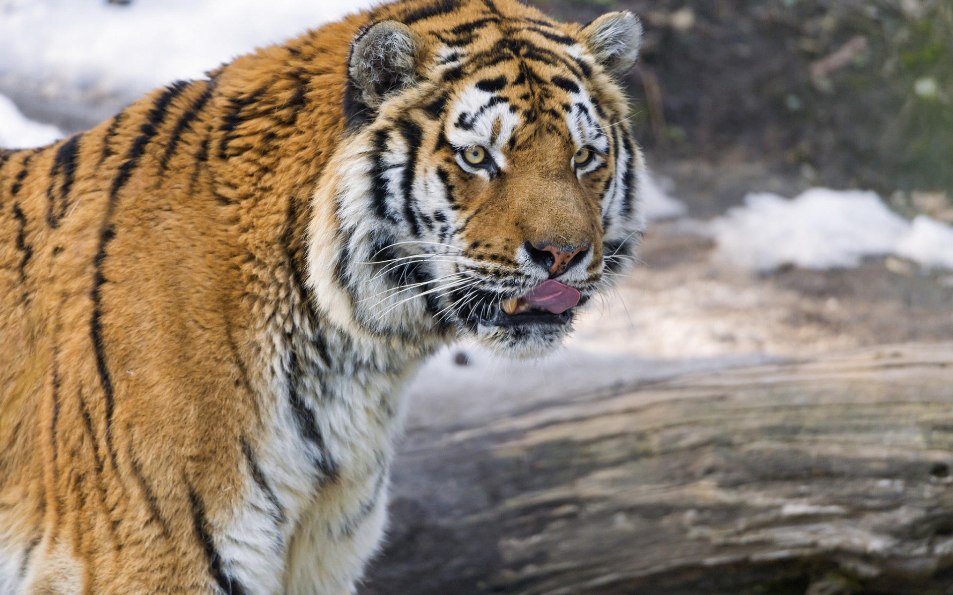 Handy-Wallpaper Tiere, Katzen, Tiger kostenlos herunterladen.