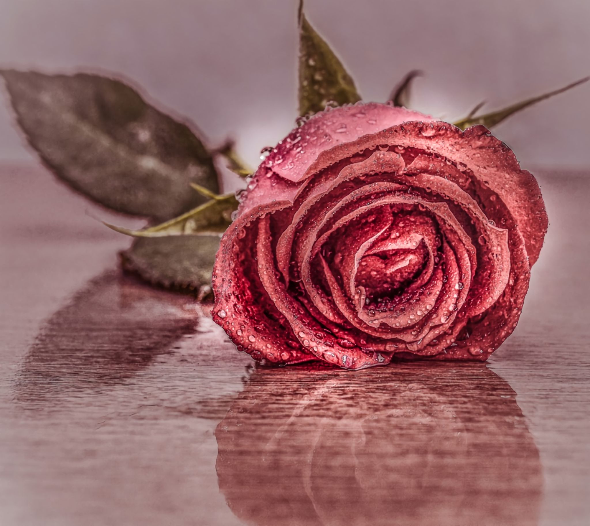 無料モバイル壁紙フラワーズ, 花, 薔薇, 地球, 水滴, ピンクの花, ピンクのバラをダウンロードします。