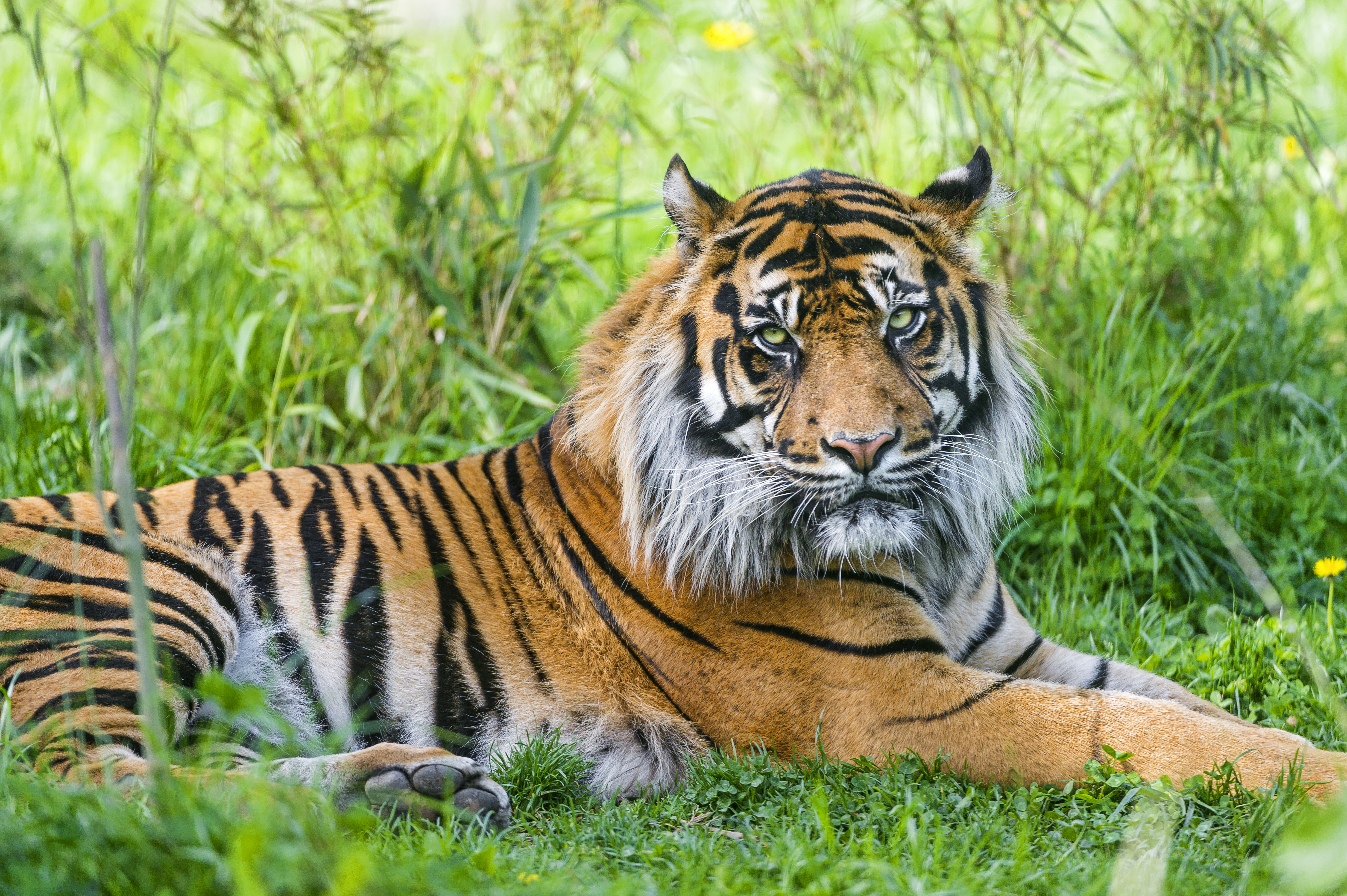 Baixar papel de parede para celular de Animais, Gatos, Grama, Tigre gratuito.