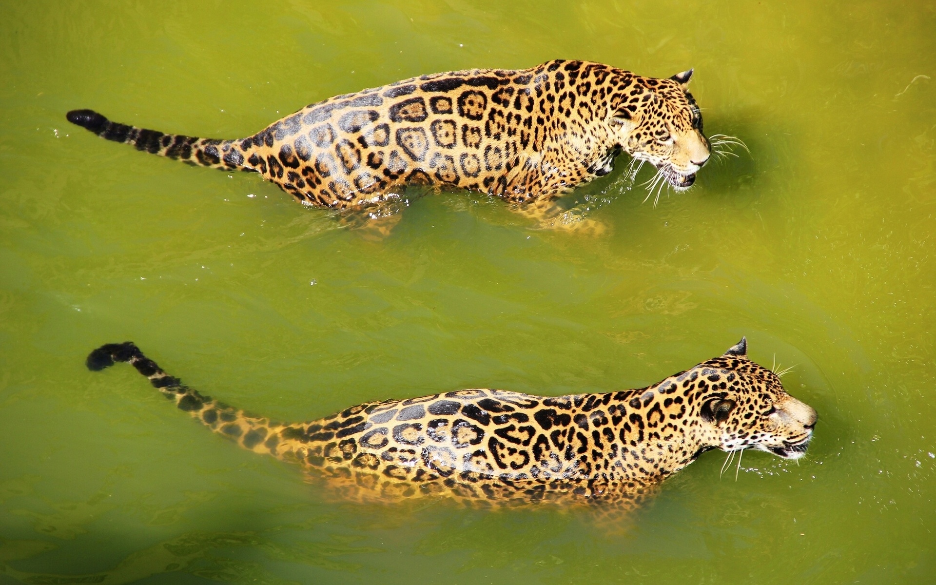 271382 Bild herunterladen tiere, jaguar, schwimmen, wasser, katzen - Hintergrundbilder und Bildschirmschoner kostenlos
