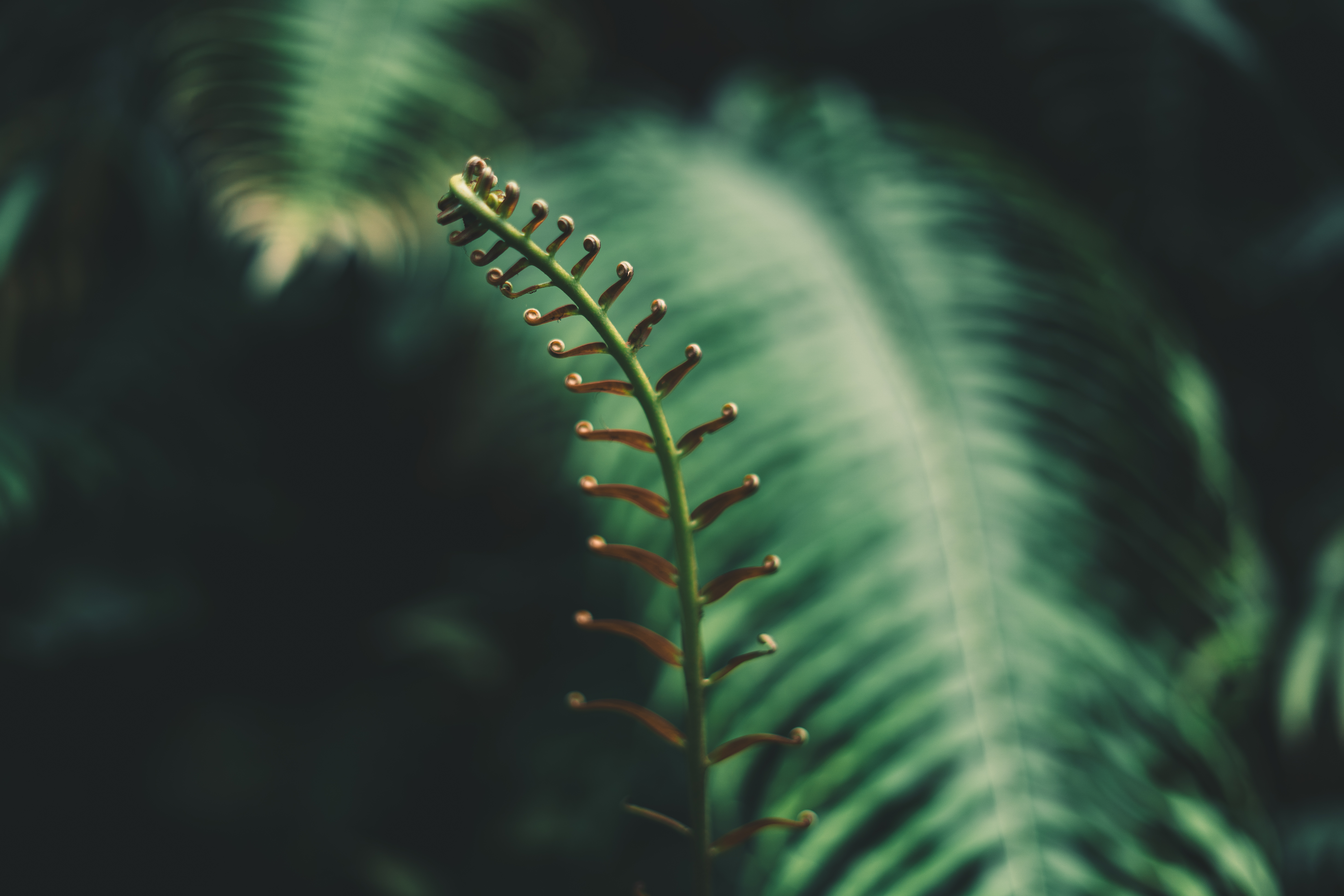 Download mobile wallpaper Macro, Branch, Fern, Leaves, Plant, Tropical for free.