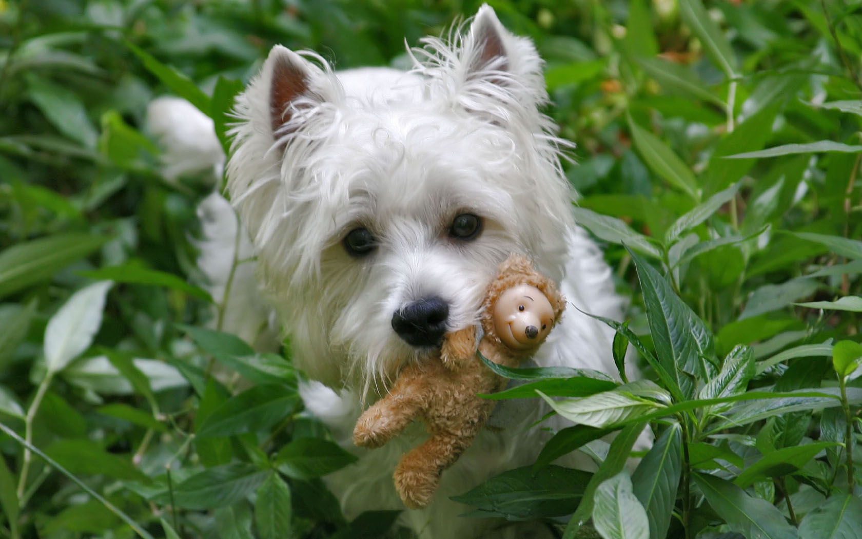 Die besten West Highland White Terrier-Hintergründe für den Telefonbildschirm