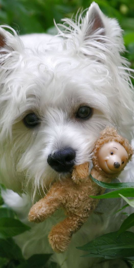 Desktop wallpaper: Dogs, West Highland White Terrier, Dog, Animal 4K ...
