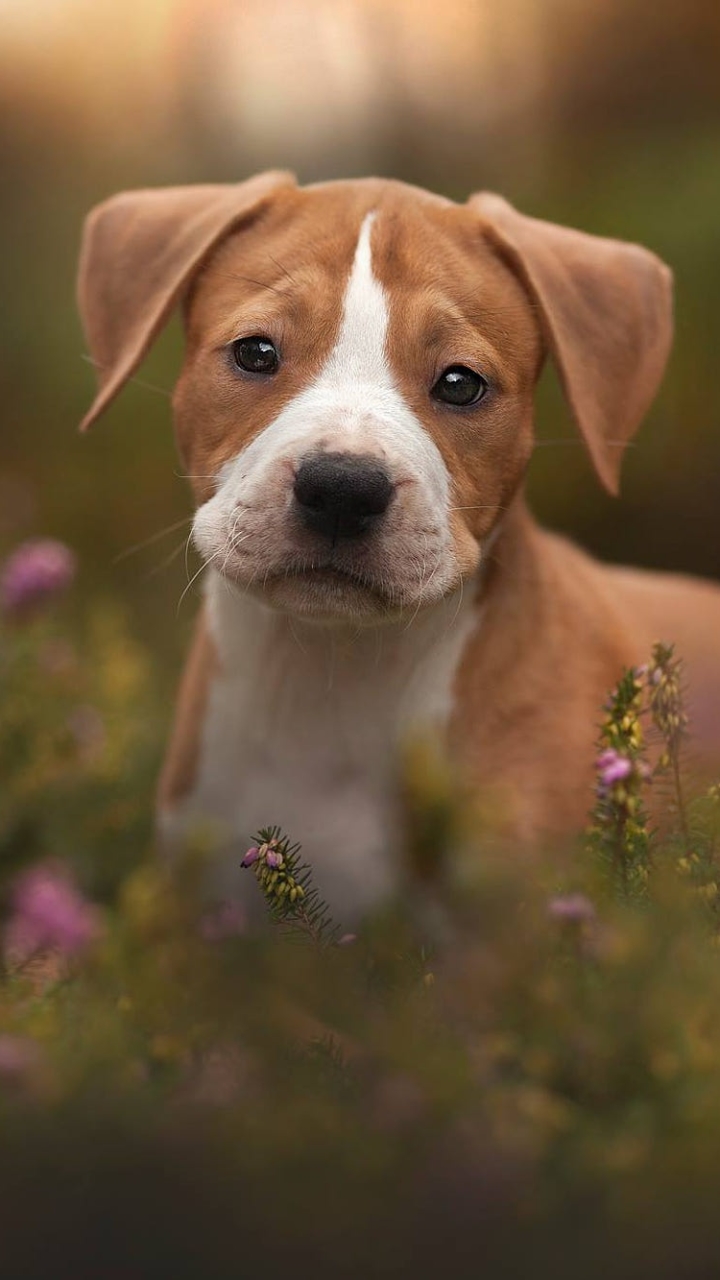 Download mobile wallpaper Dogs, Dog, Animal, Puppy, Baby Animal for free.