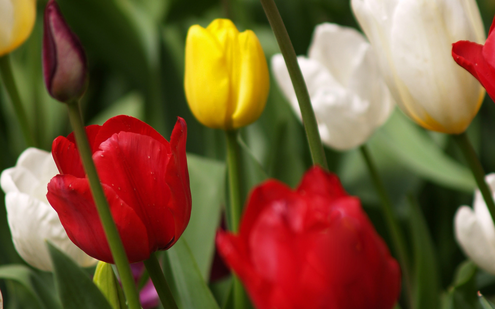 Download mobile wallpaper Flowers, Flower, Earth, Tulip for free.