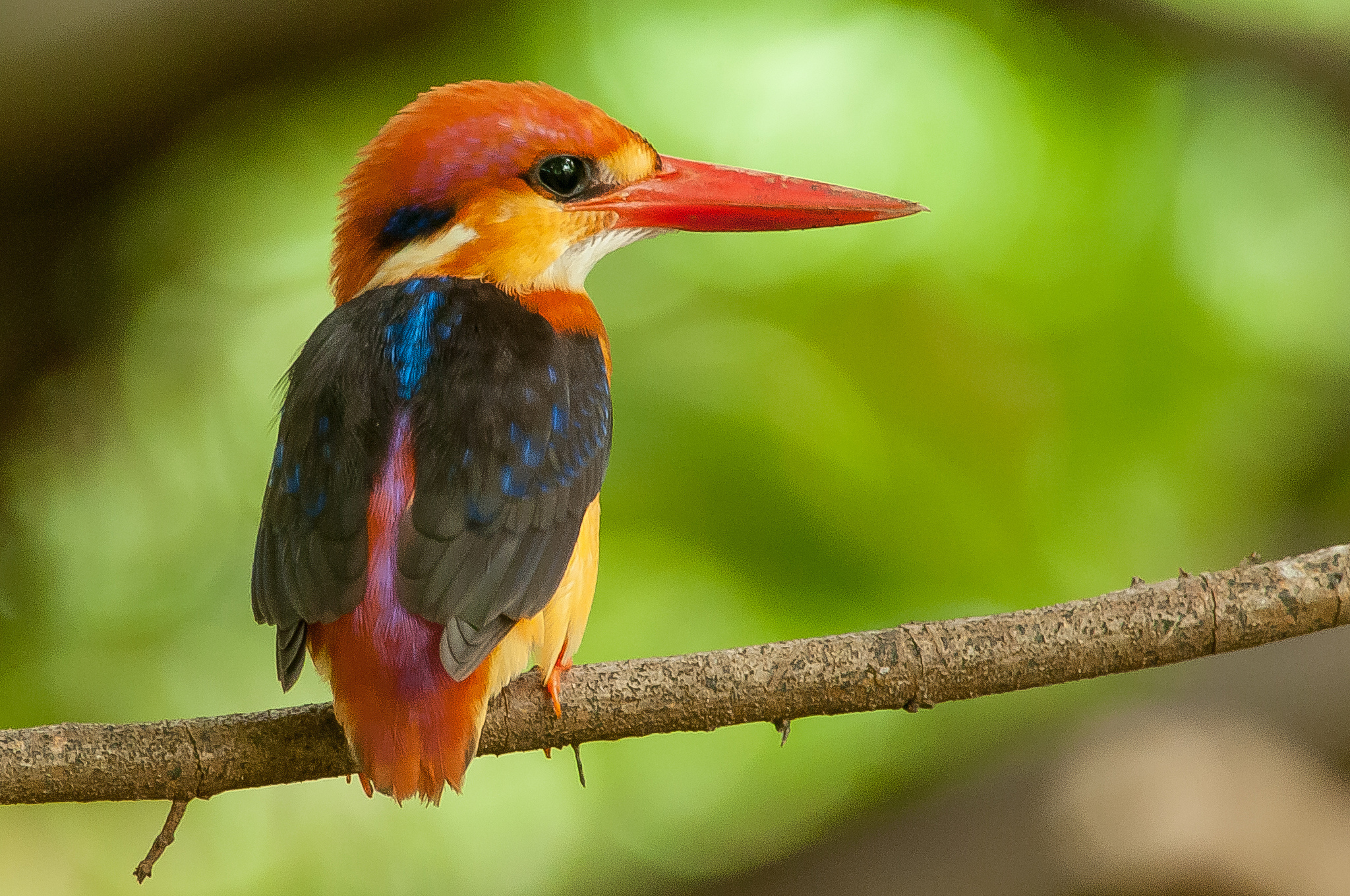 Download mobile wallpaper Birds, Bird, Branch, Animal, Colorful, Kingfisher, Black Backed Dwarf Kingfisher for free.