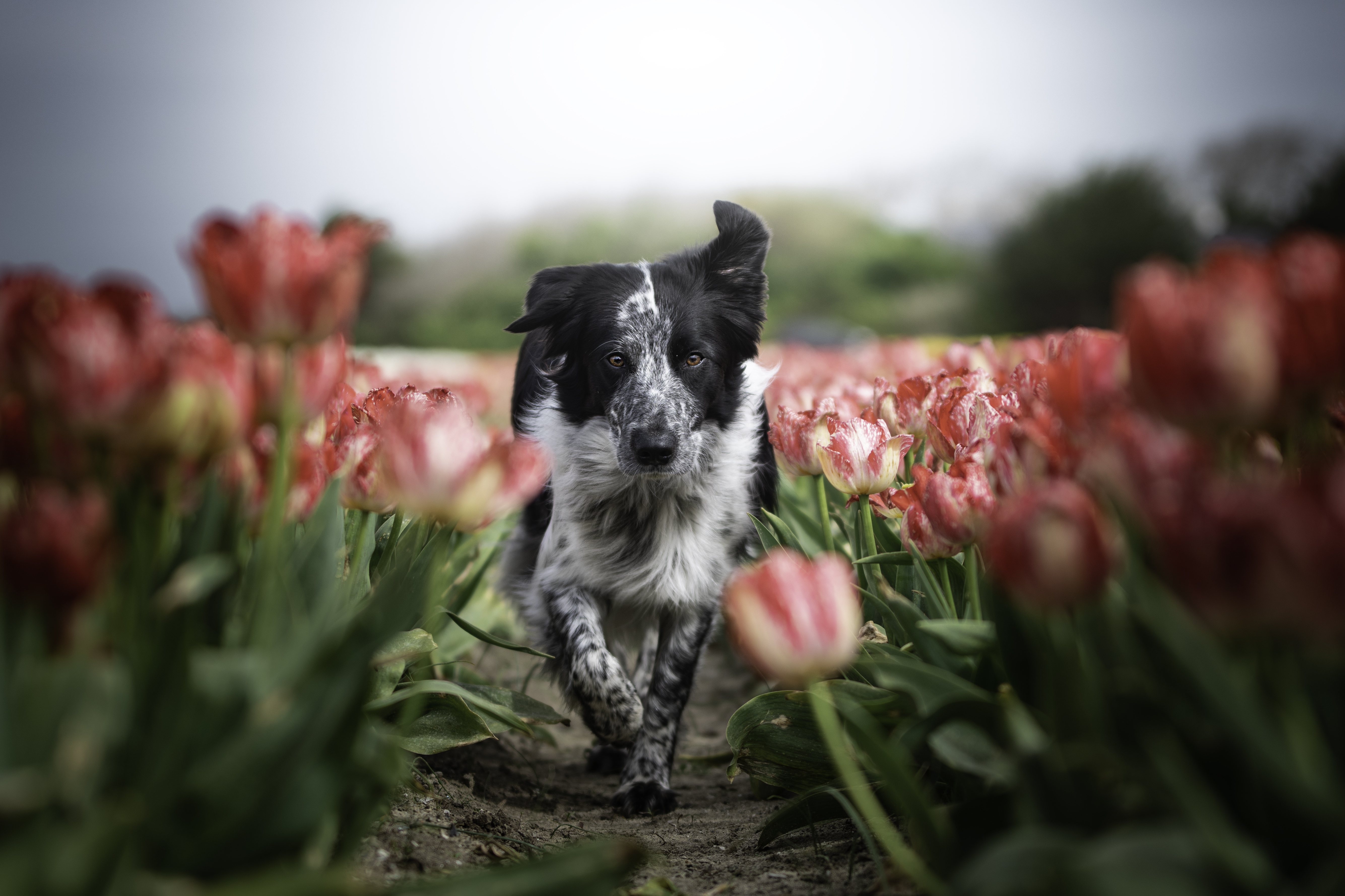 Descarga gratuita de fondo de pantalla para móvil de Animales, Perros, Flor, Perro, Tulipán, Profundidad De Campo, Collie De La Frontera.