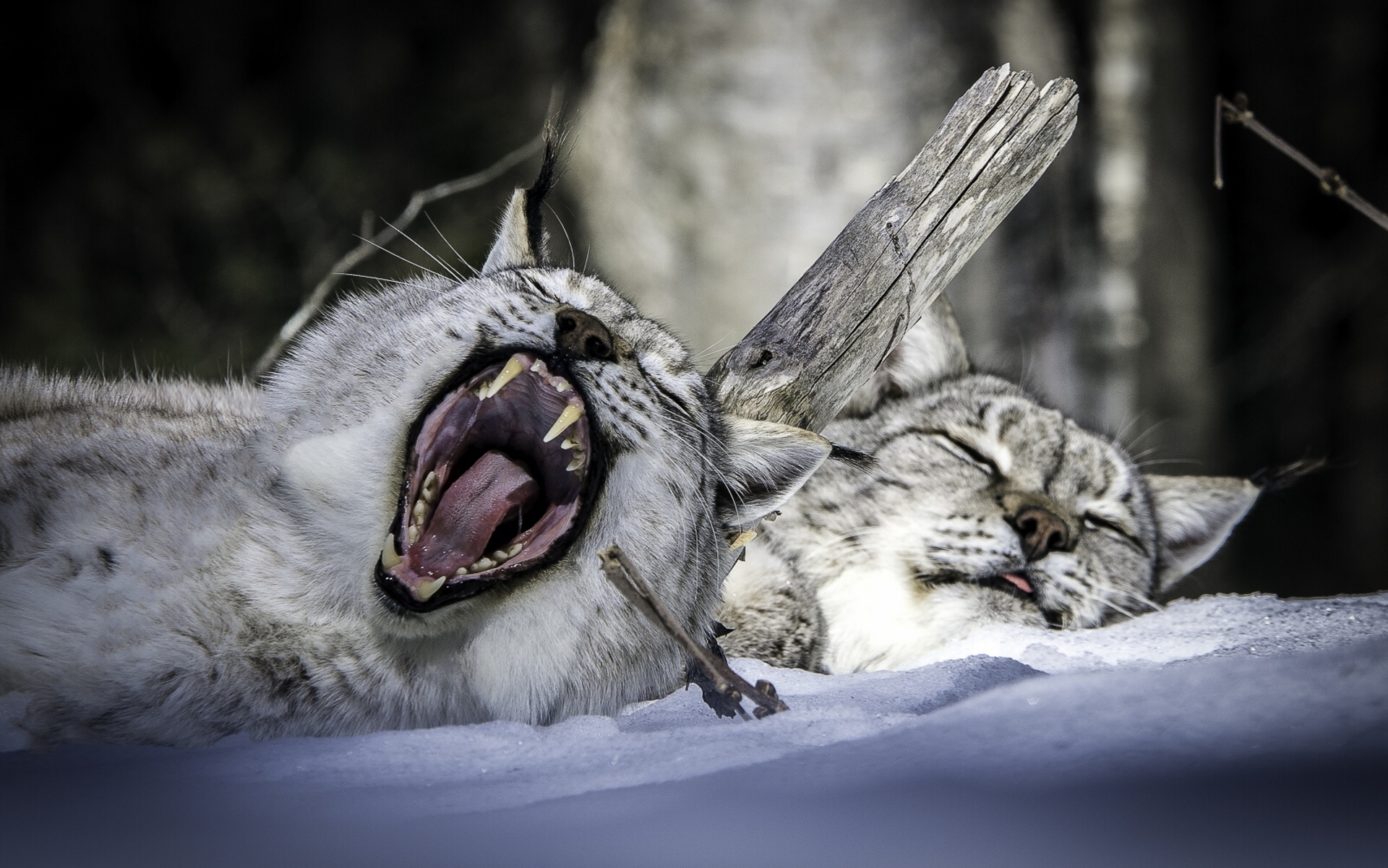 animal, lynx, sleeping, snow, yawn, cats