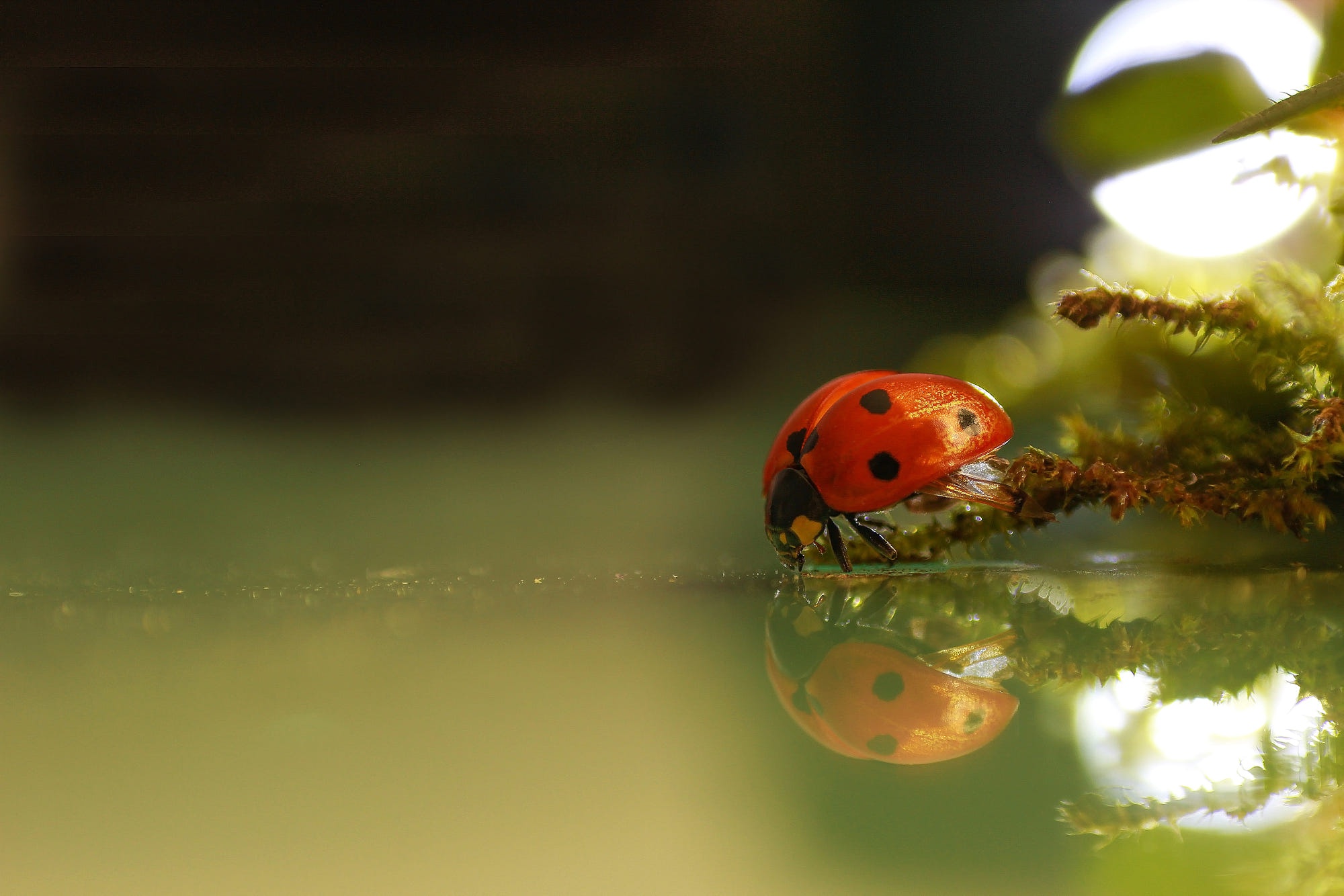 Download mobile wallpaper Water, Reflection, Macro, Insect, Animal, Ladybug for free.
