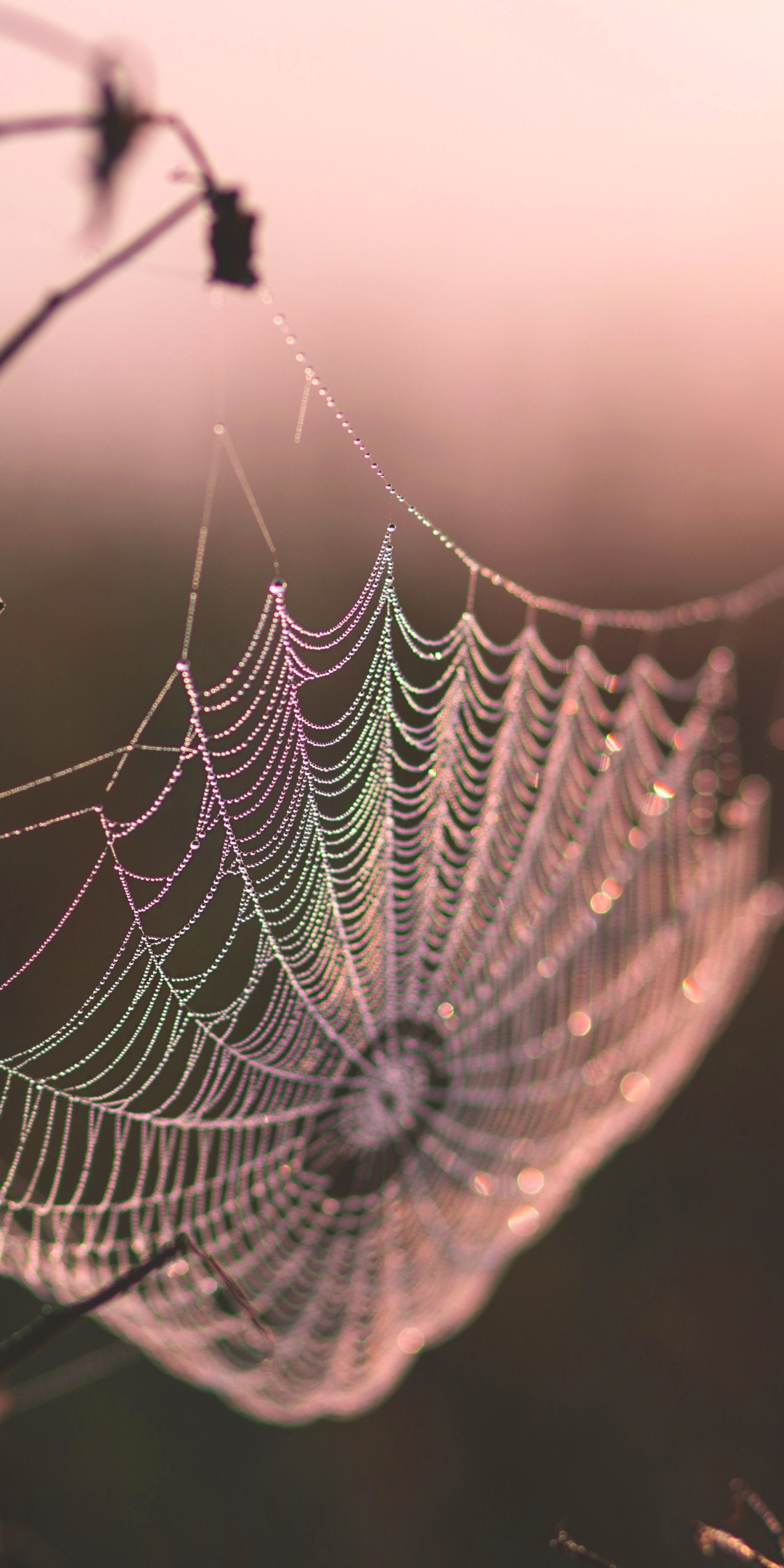 Download mobile wallpaper Macro, Photography, Spider Web for free.