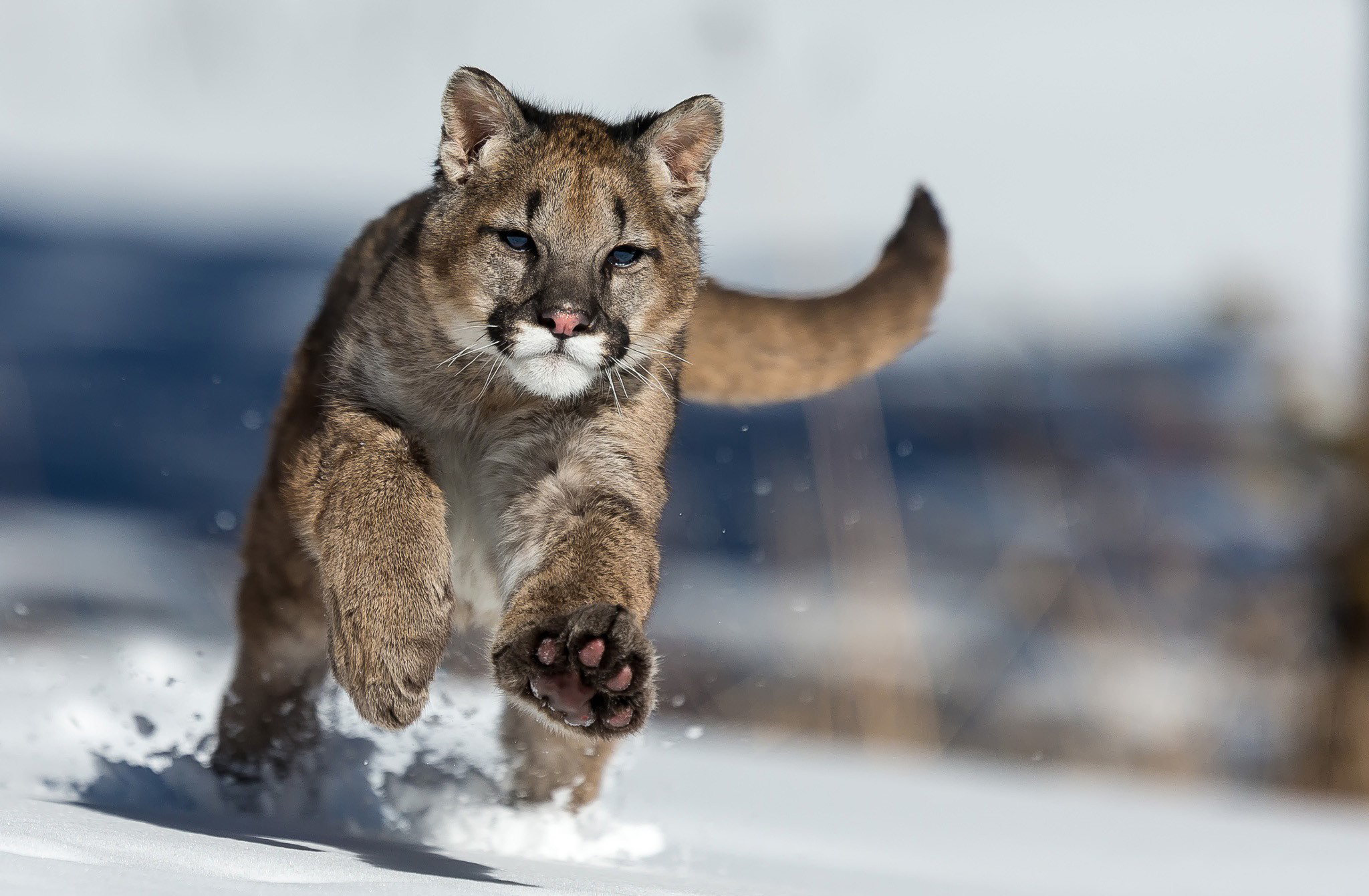 PCデスクトップに動物, 猫, クーガー画像を無料でダウンロード