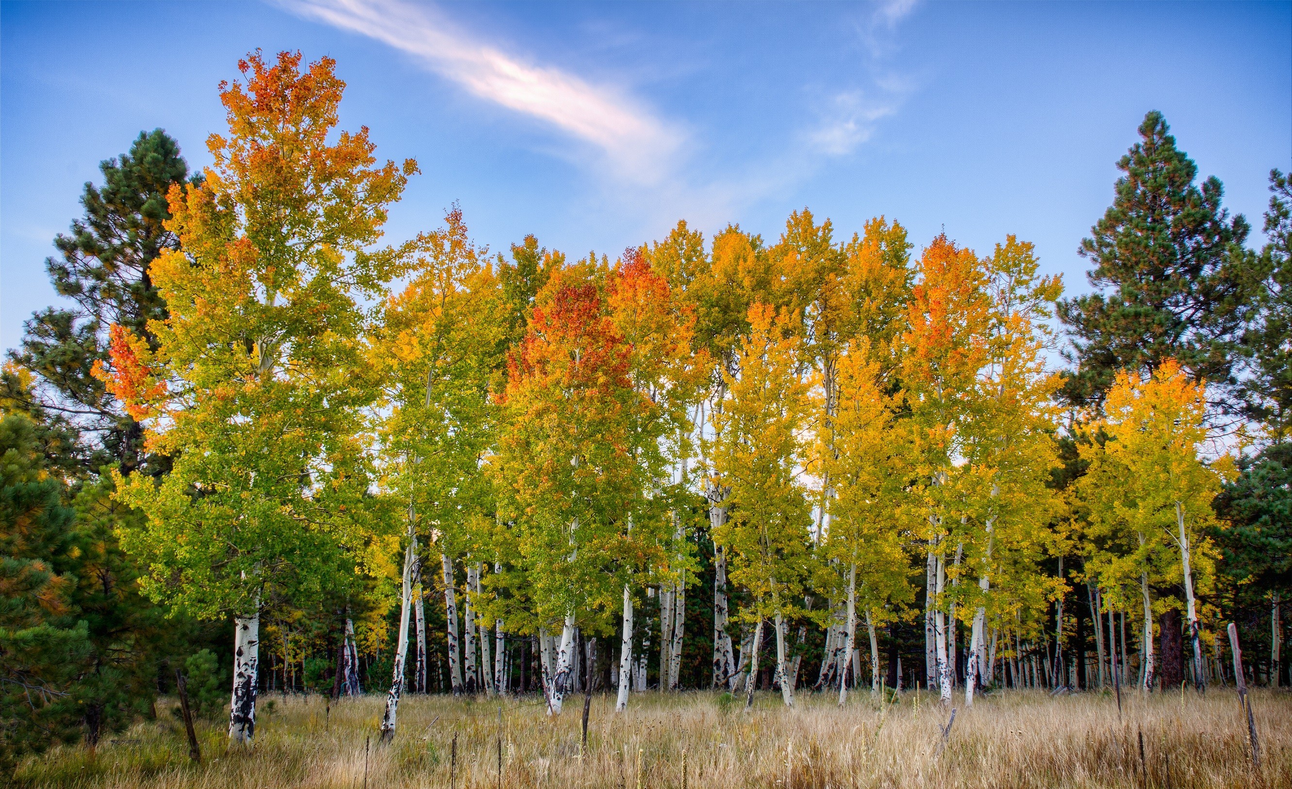 Скачать обои бесплатно Осень, Дерево, Береза, Земля/природа картинка на рабочий стол ПК