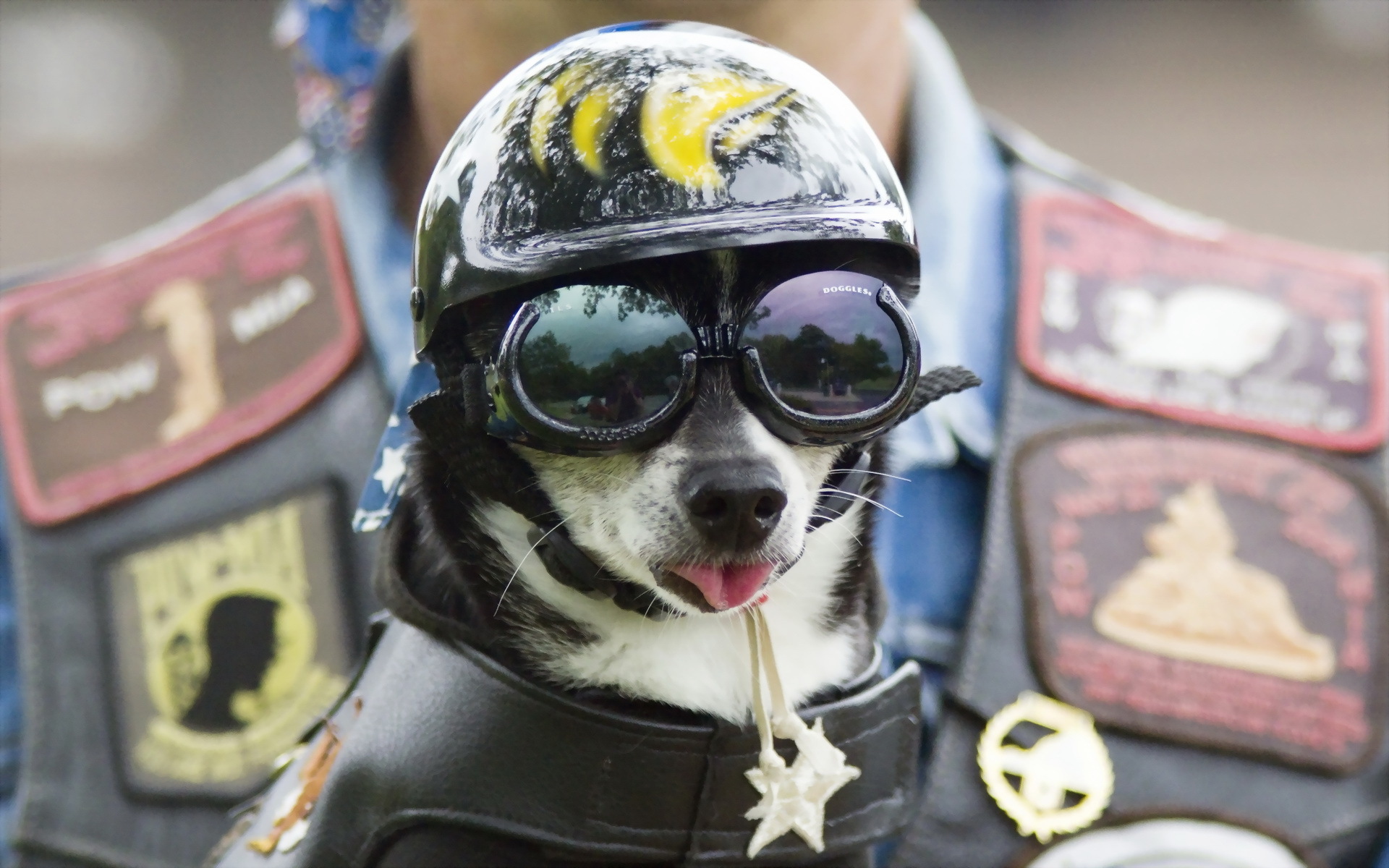 Baixe gratuitamente a imagem Cães, Cão, Animais na área de trabalho do seu PC