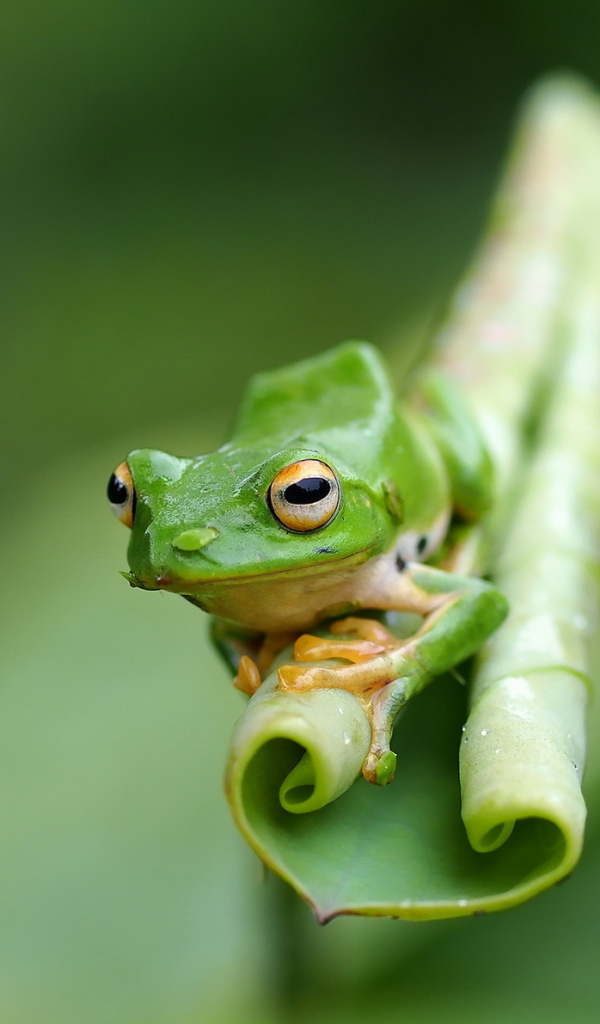 Download mobile wallpaper Frogs, Blur, Animal, Frog, Amphibian, Tree Frog for free.