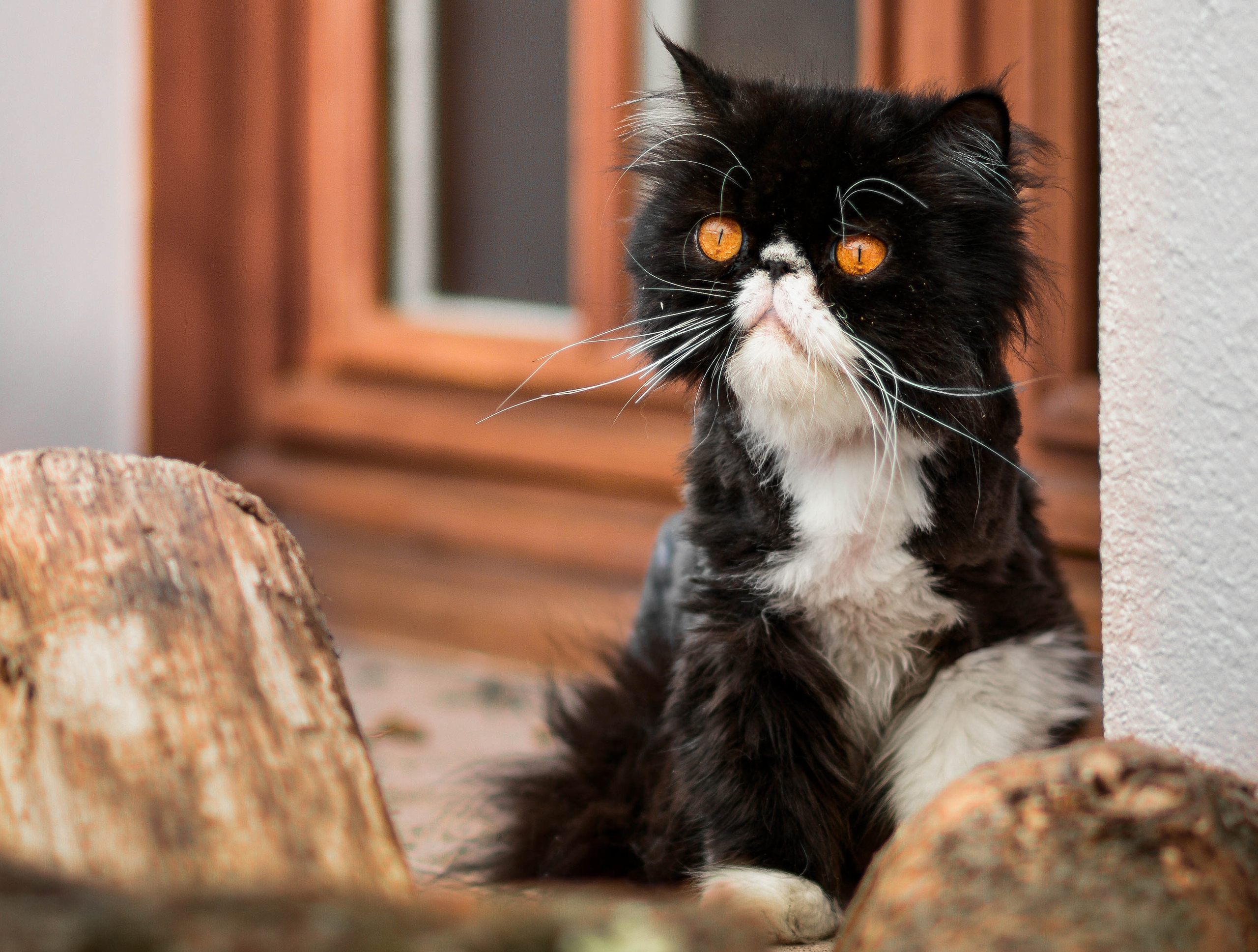 Baixe gratuitamente a imagem Animais, Gatos, Gato na área de trabalho do seu PC