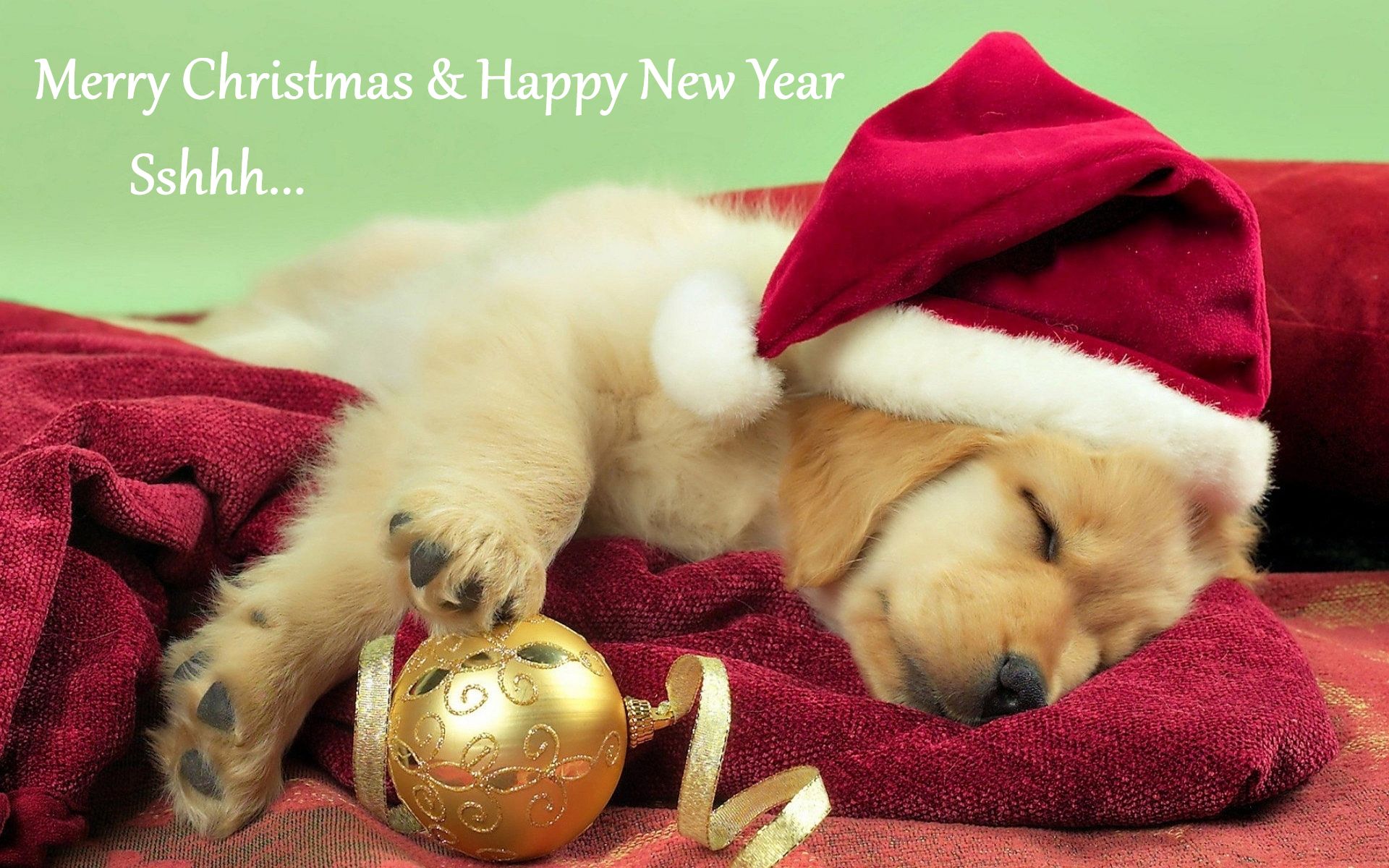 Free download wallpaper New Year, Dog, Christmas, Holiday, Puppy, Hat, Sleeping, Merry Christmas, Santa Hat, Happy New Year on your PC desktop