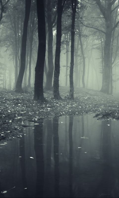 Téléchargez des papiers peints mobile Sombre, Forêt gratuitement.